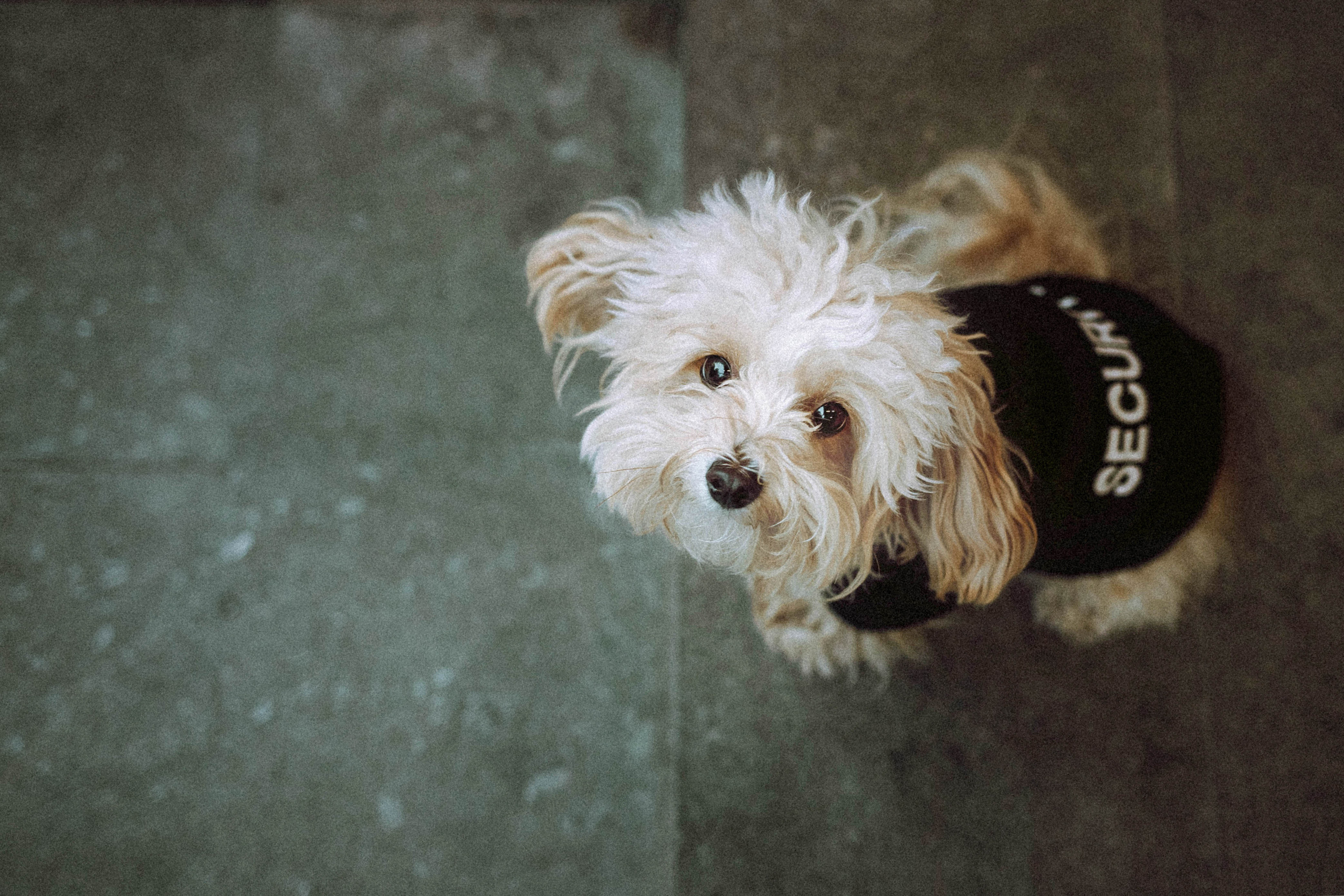 Настя и Симба