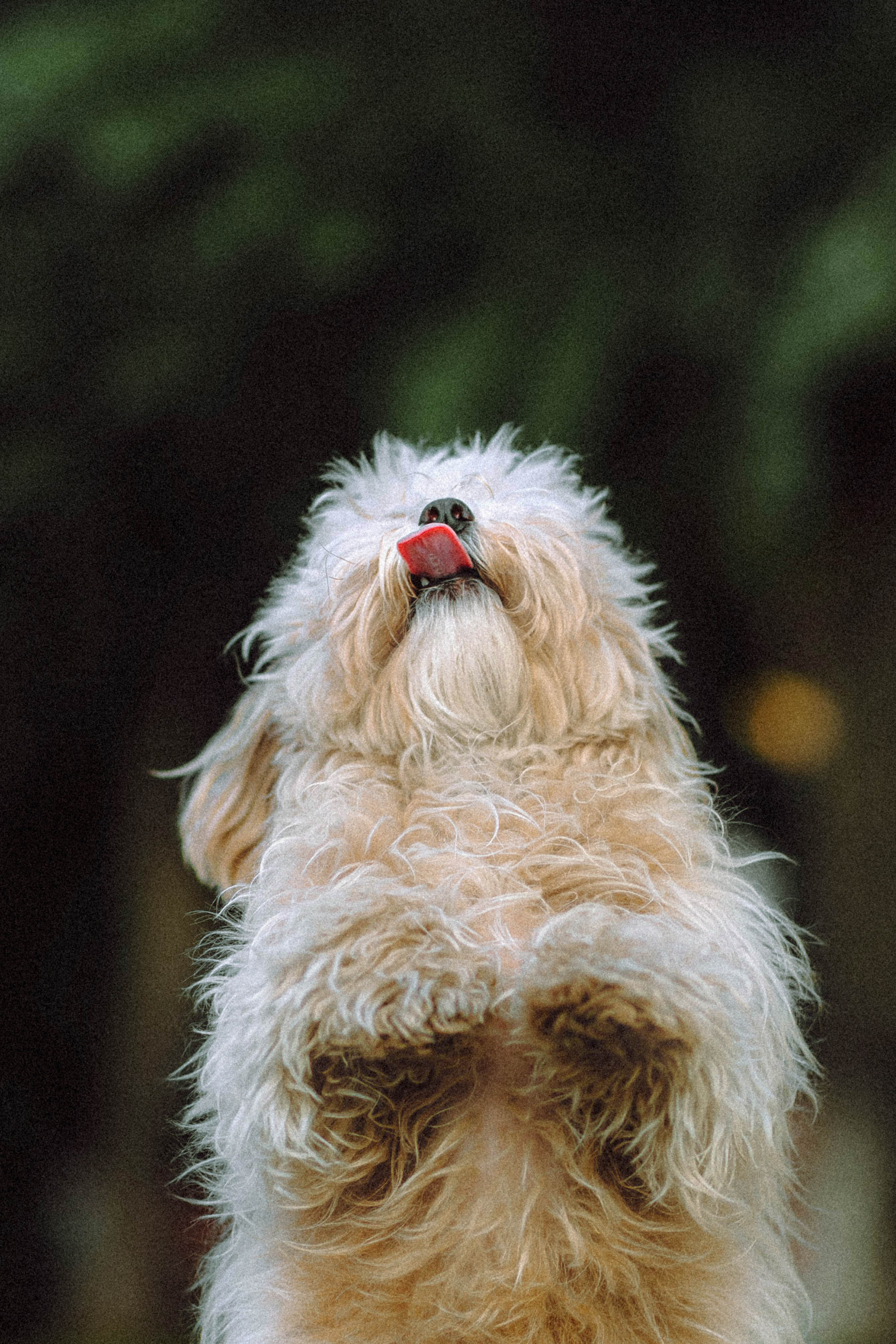 Настя и Симба