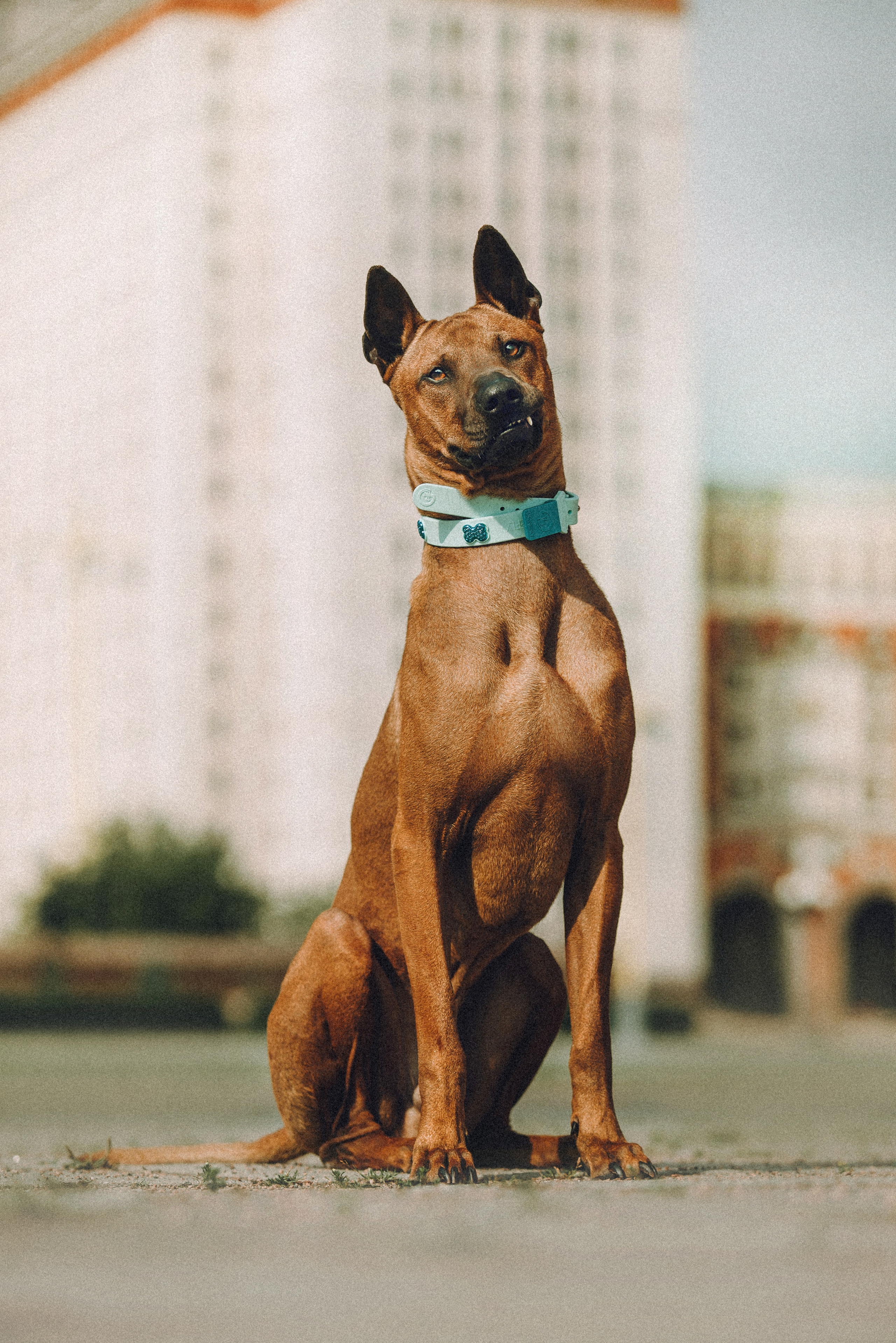 Оксана и Зевс