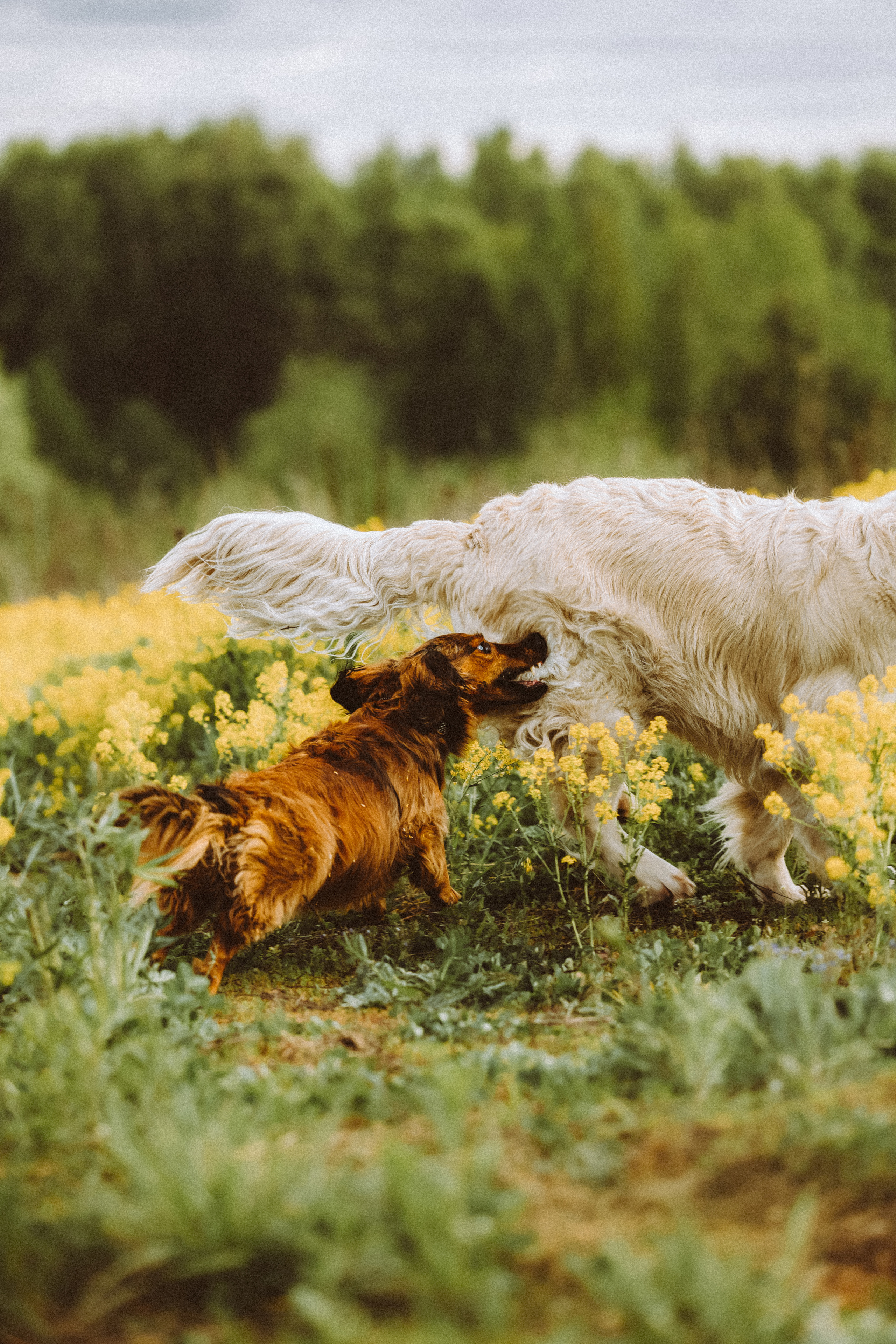 Джаз, Остин и их семья
