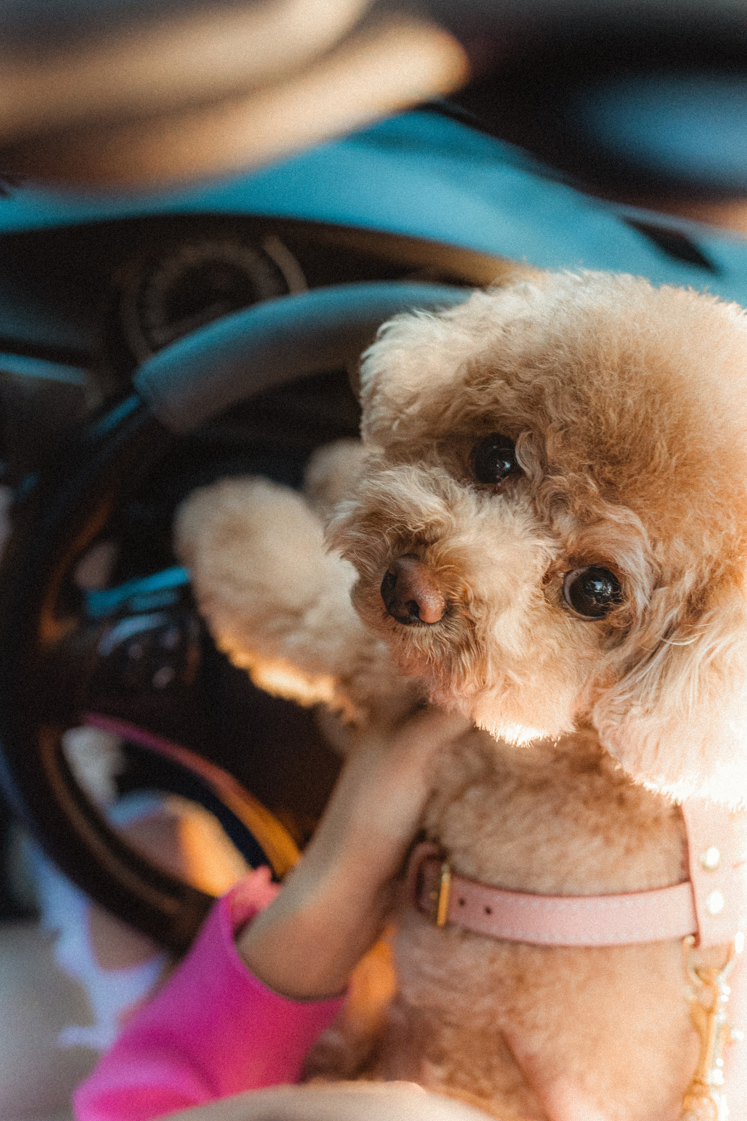 Даша и Глаша