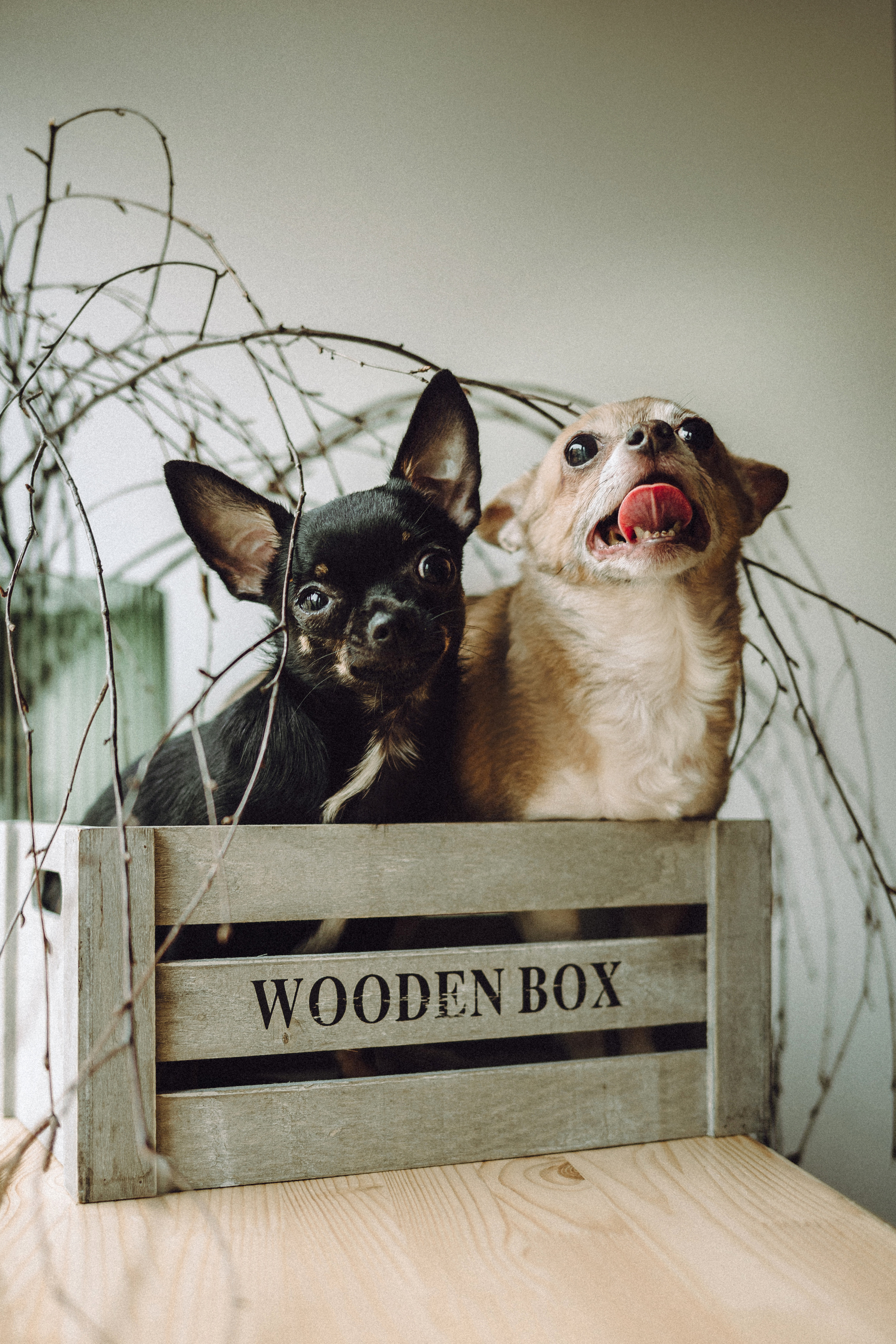 Марк, Челси, Маша и их семья