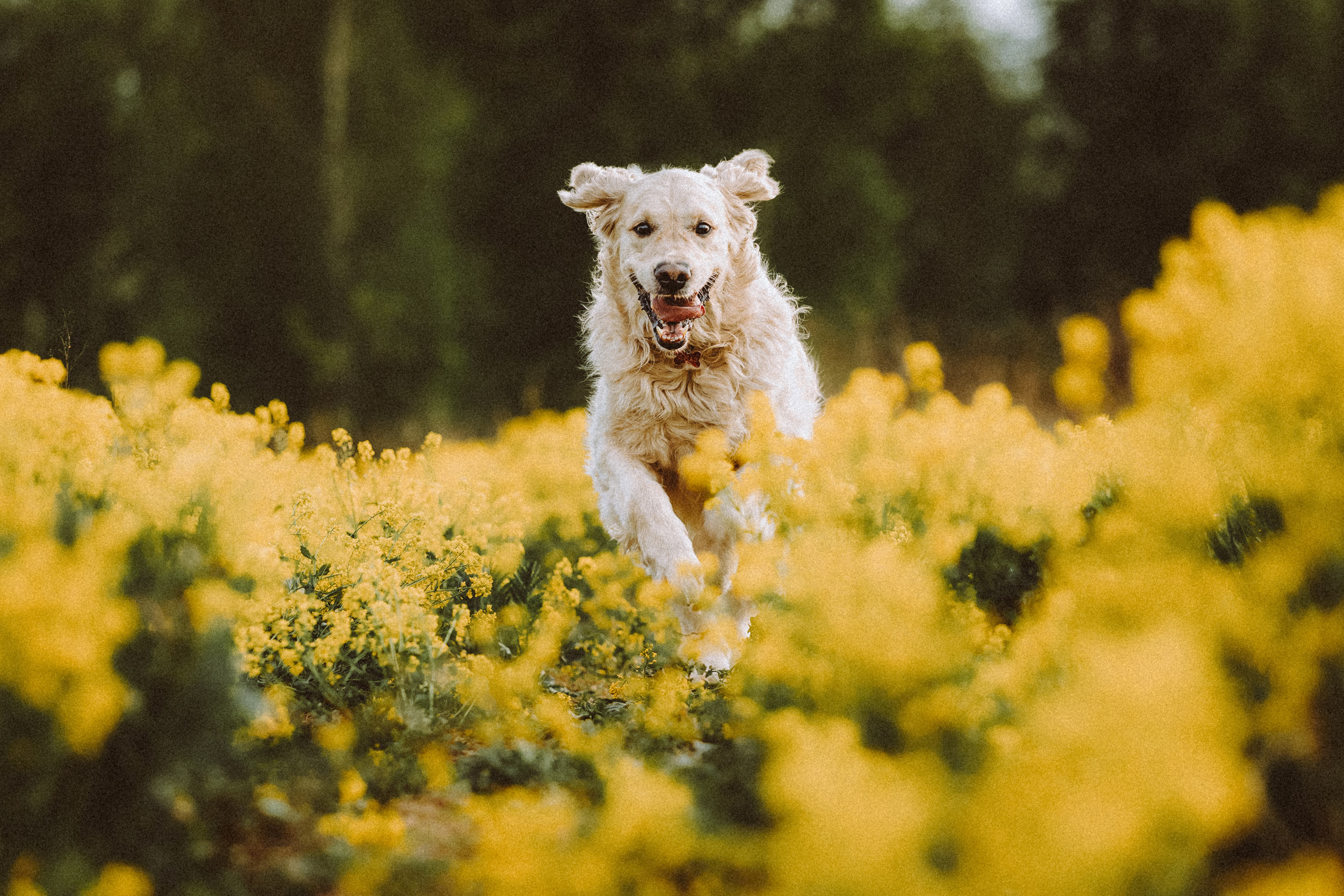 Джаз, Остин и их семья