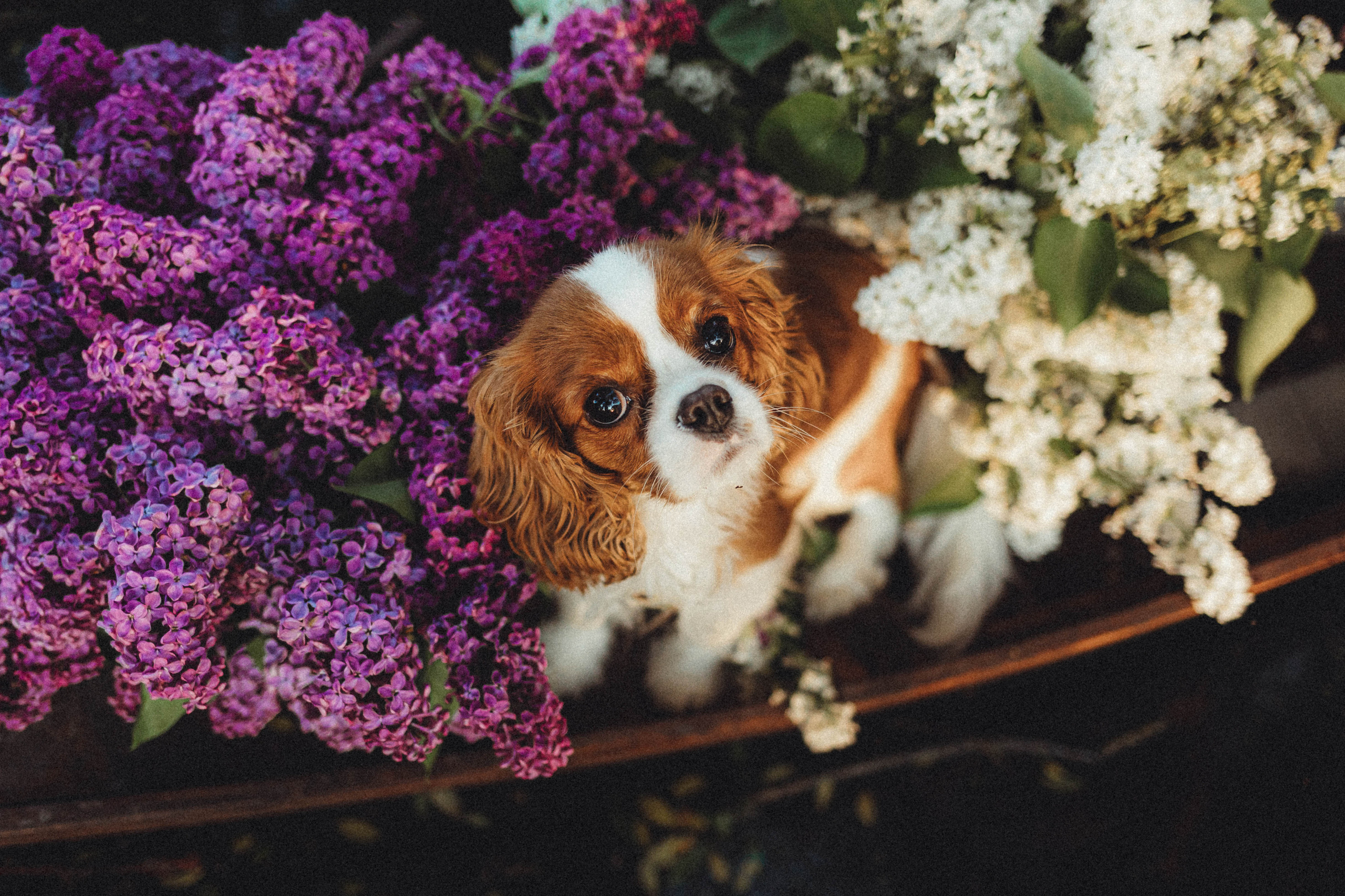 Валя, Аня и Ириска