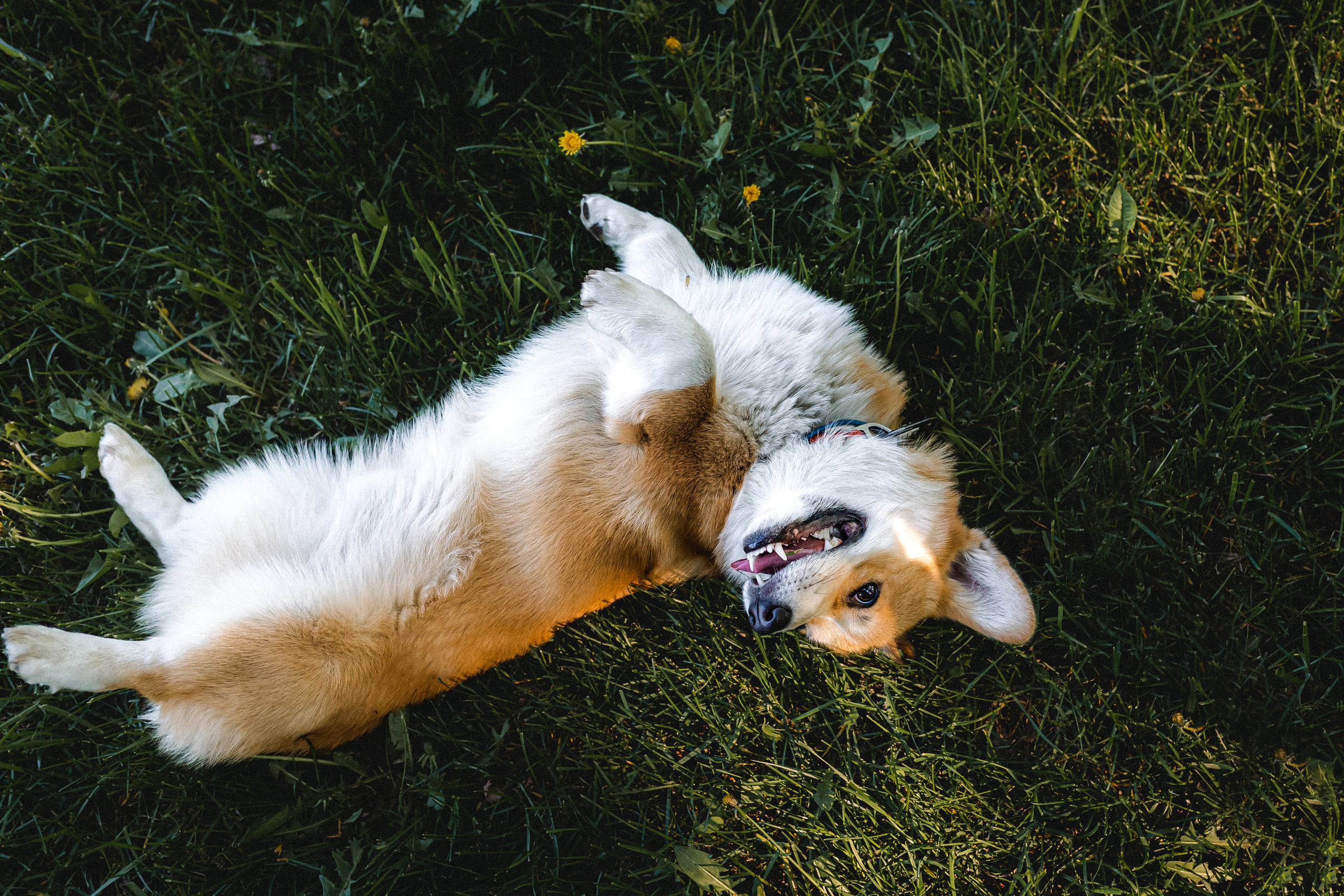 Вика, Глеб и Бадди