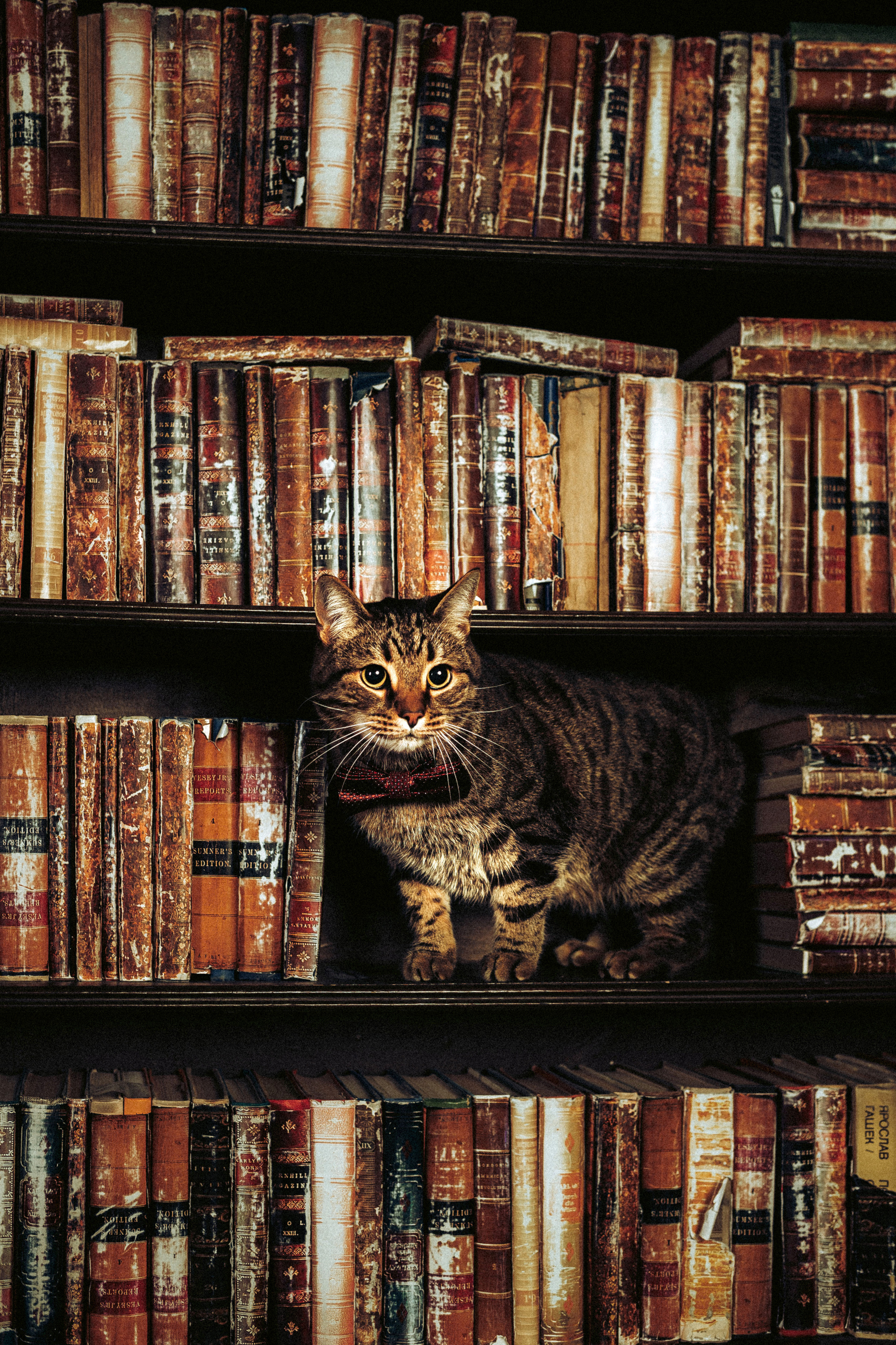 Вика, Вова и Клепа