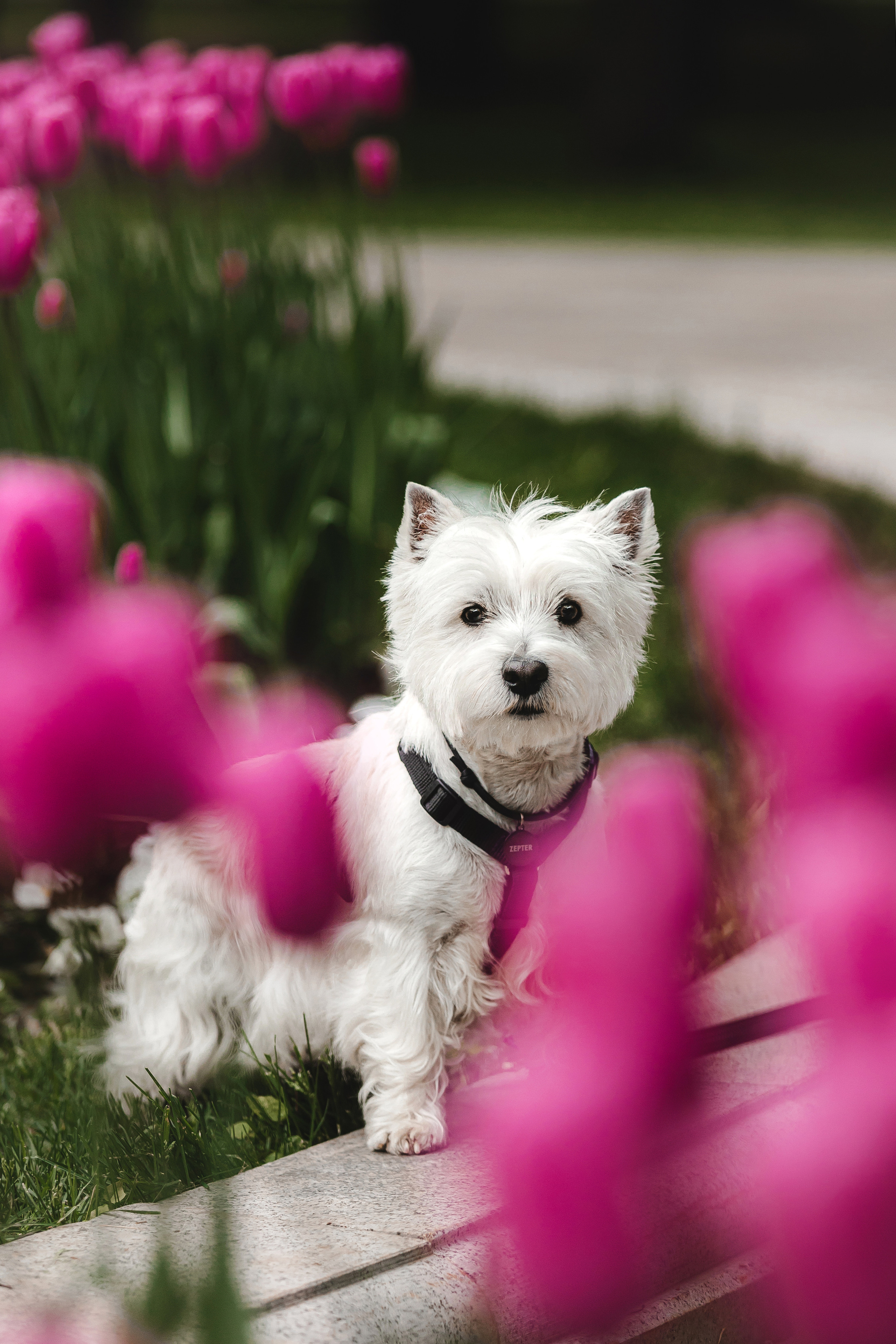 Вестик Цептер