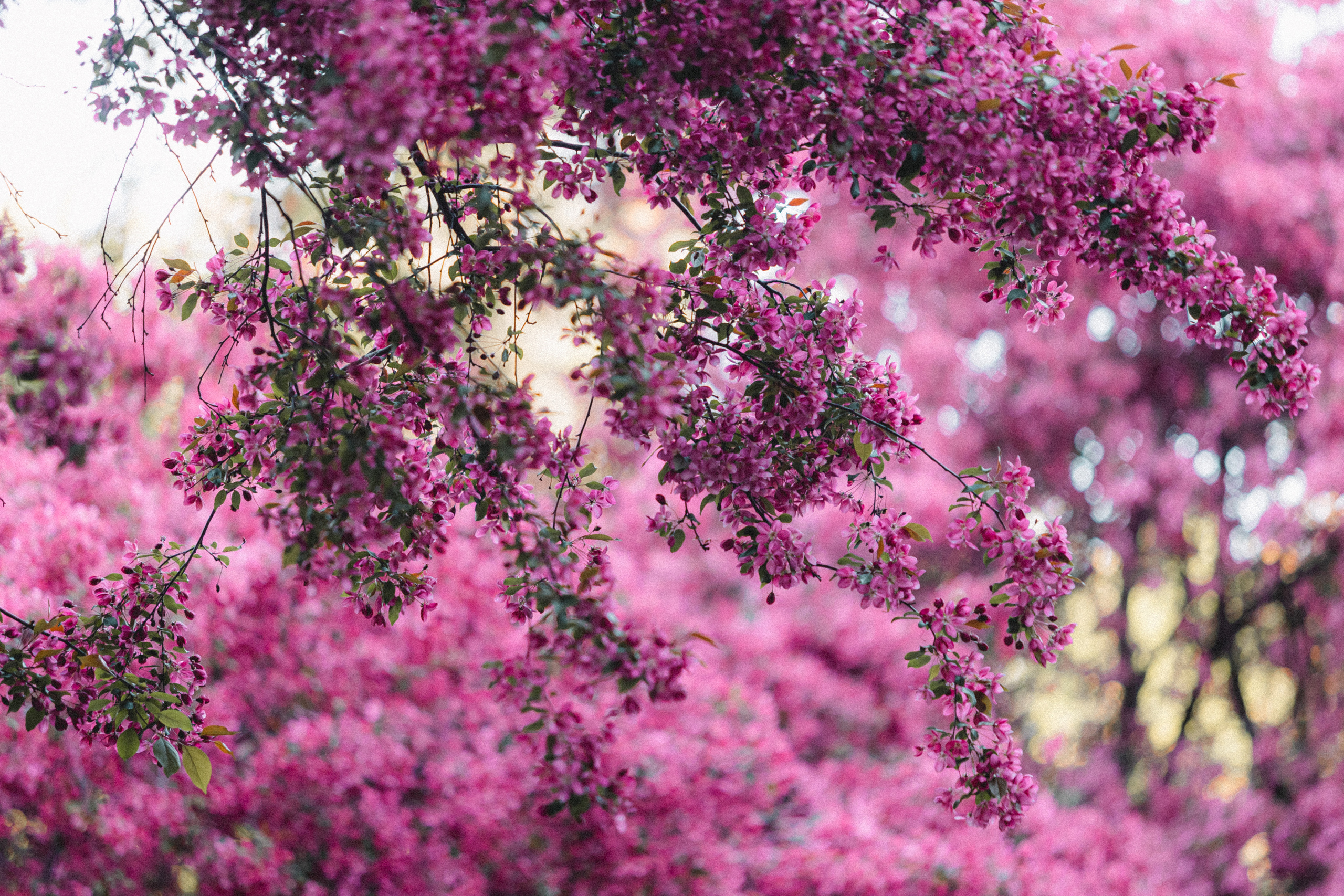 Вика, Глеб и Бадди