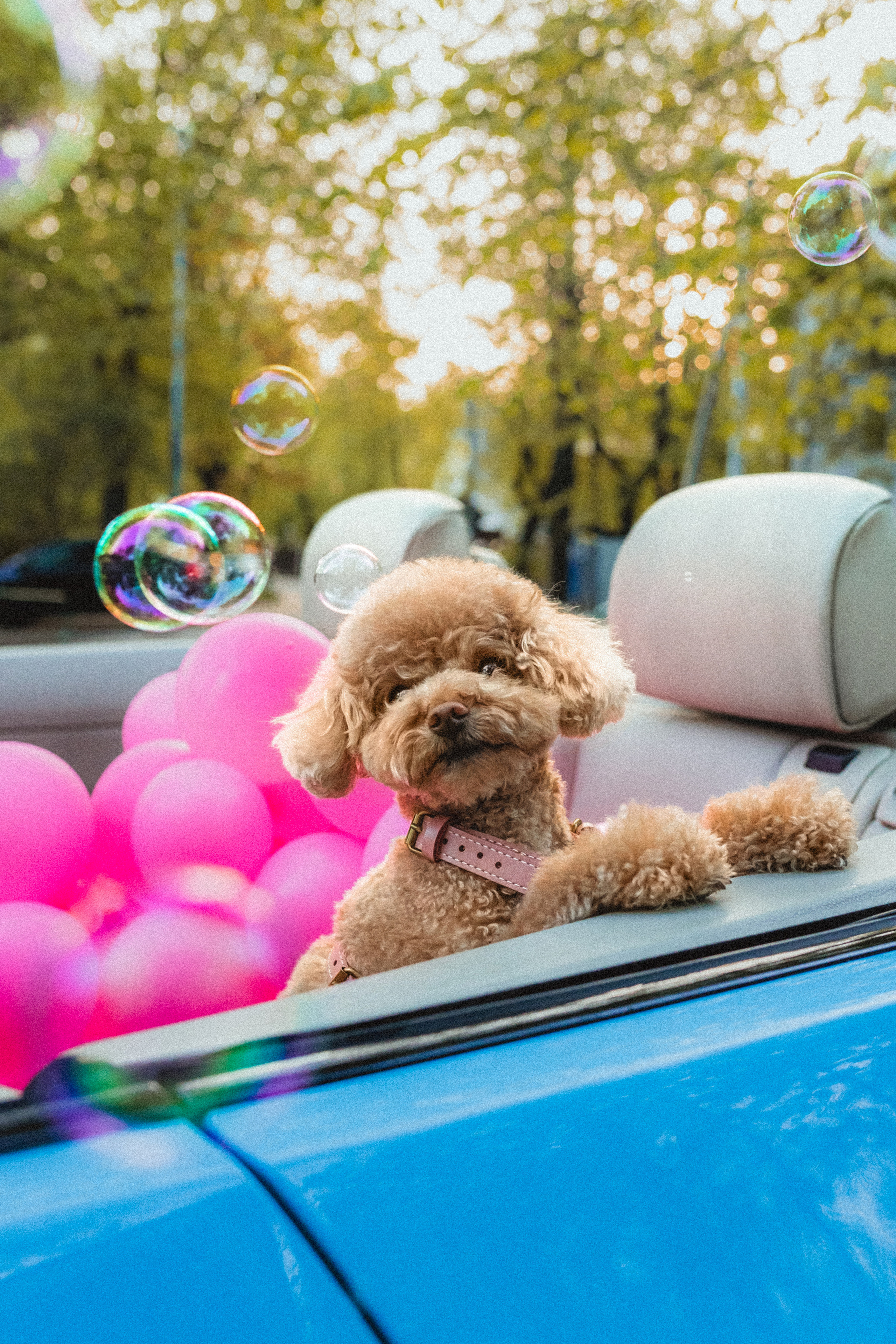 Даша и Глаша