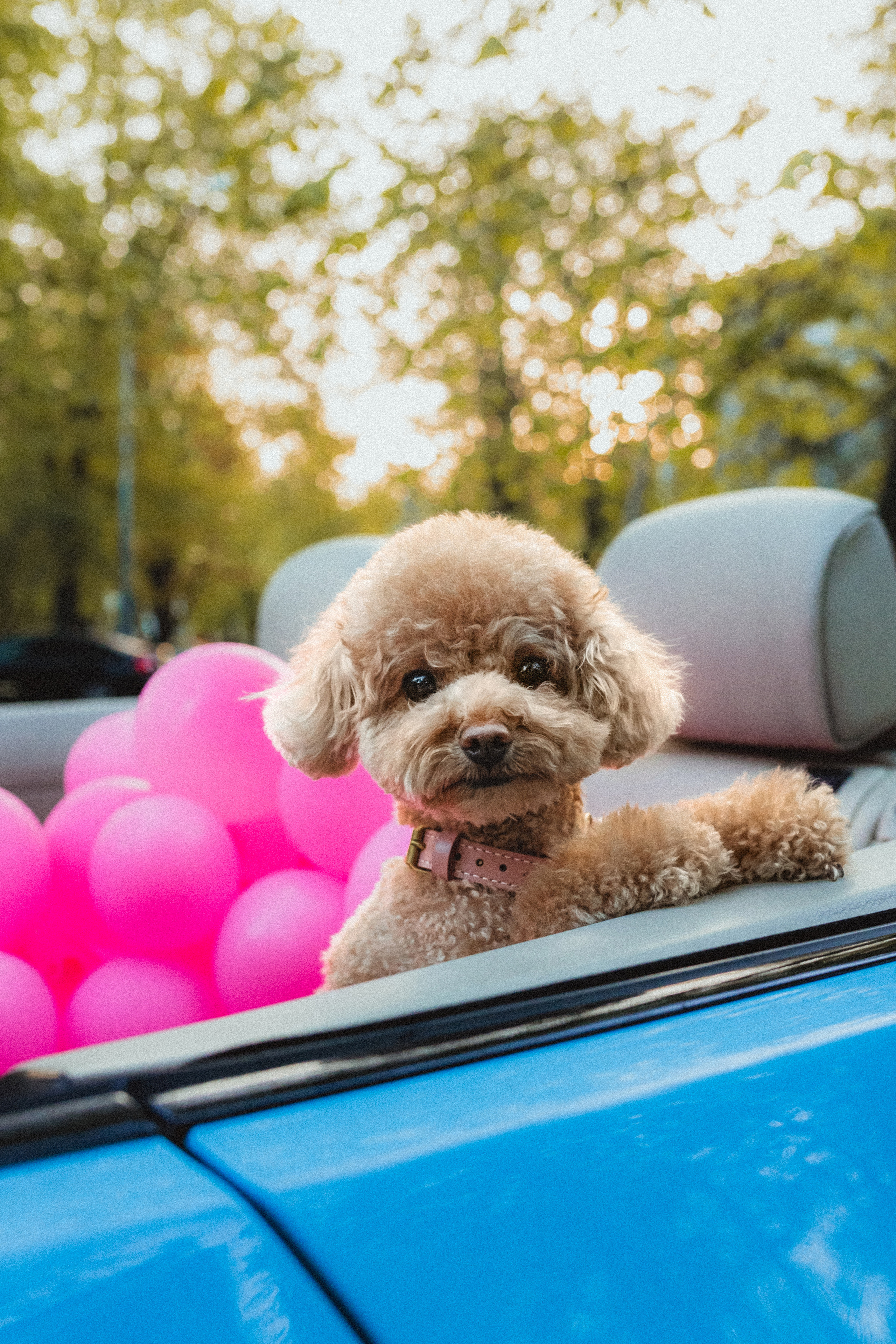 Даша и Глаша