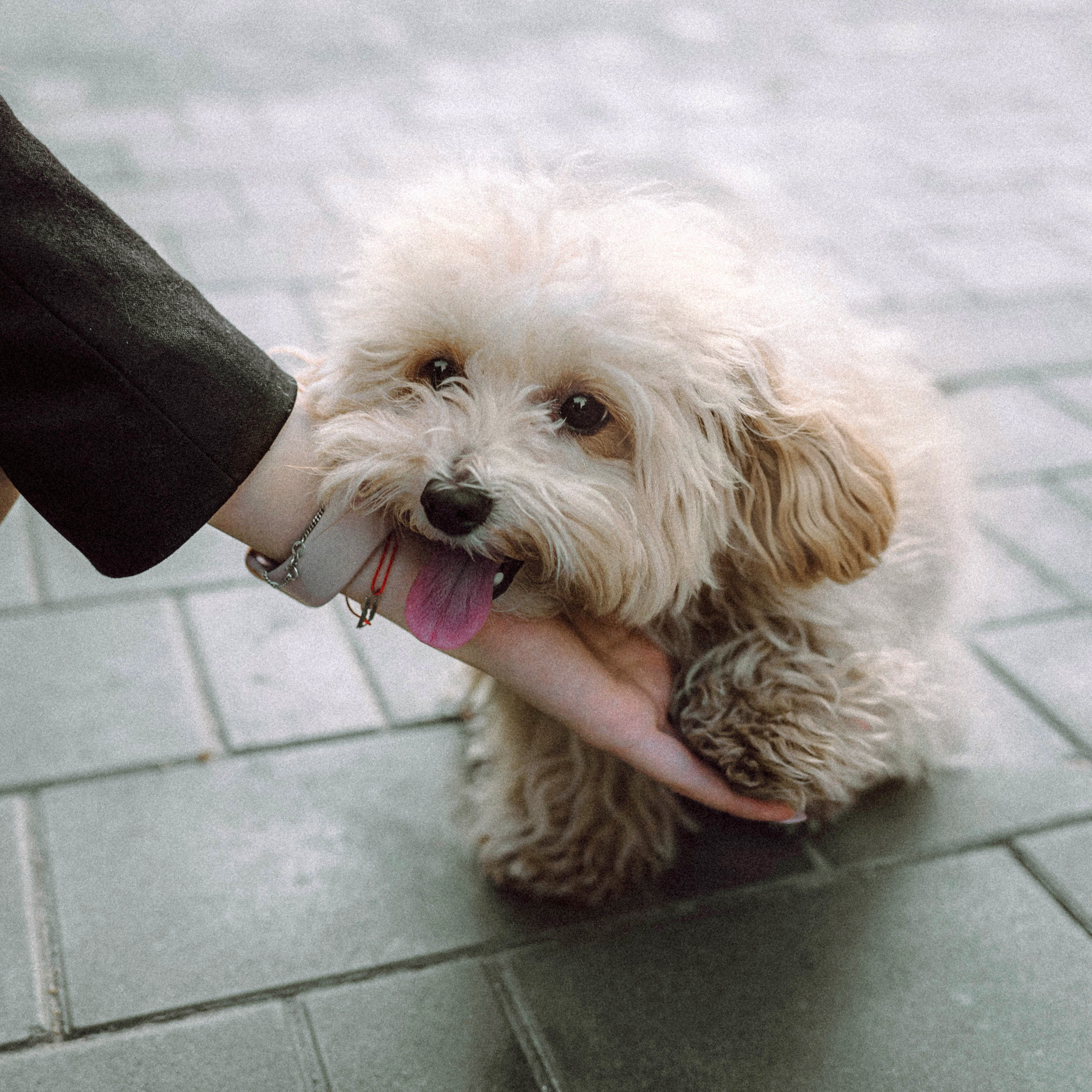 Настя и Симба