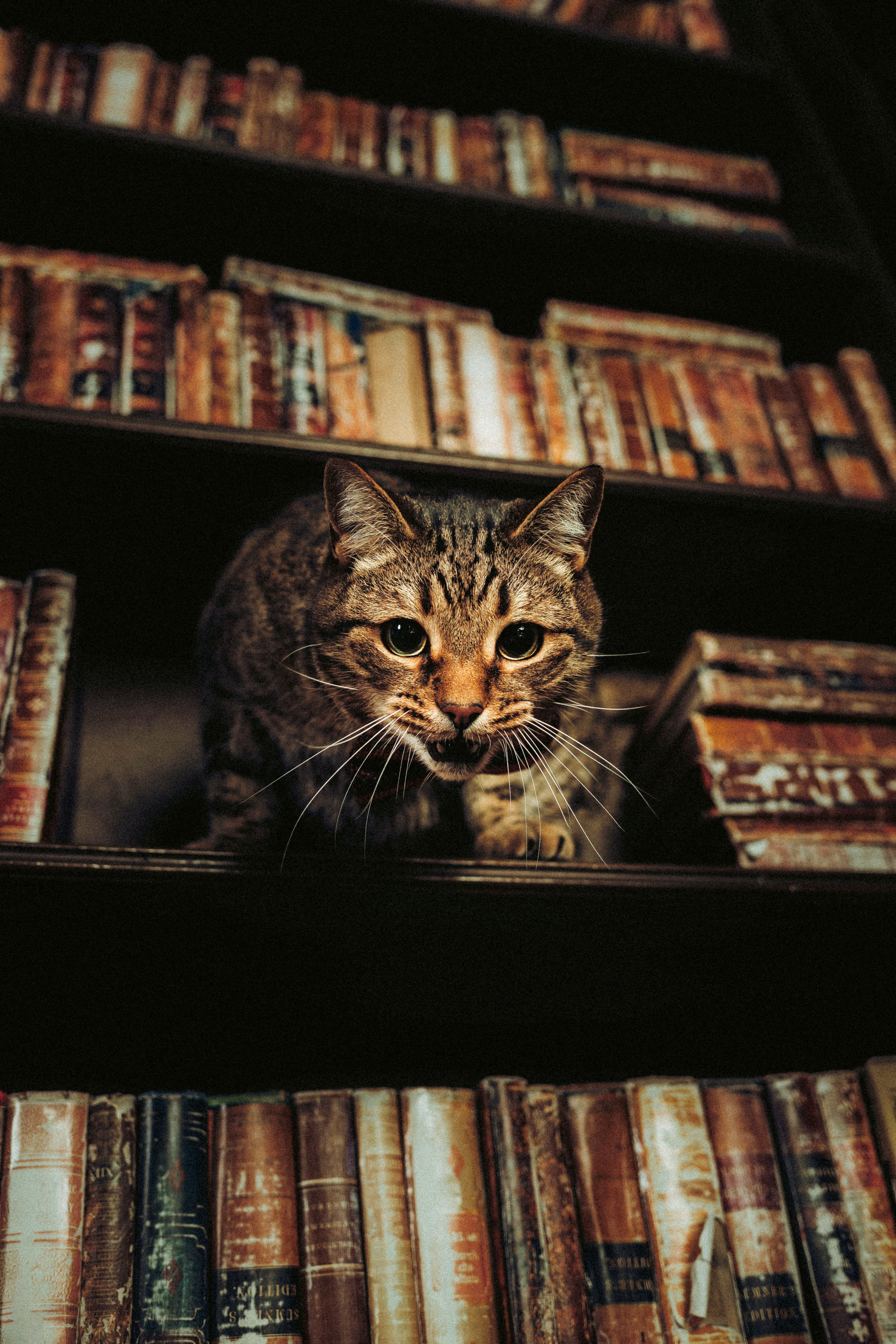 Вика, Вова и Клепа