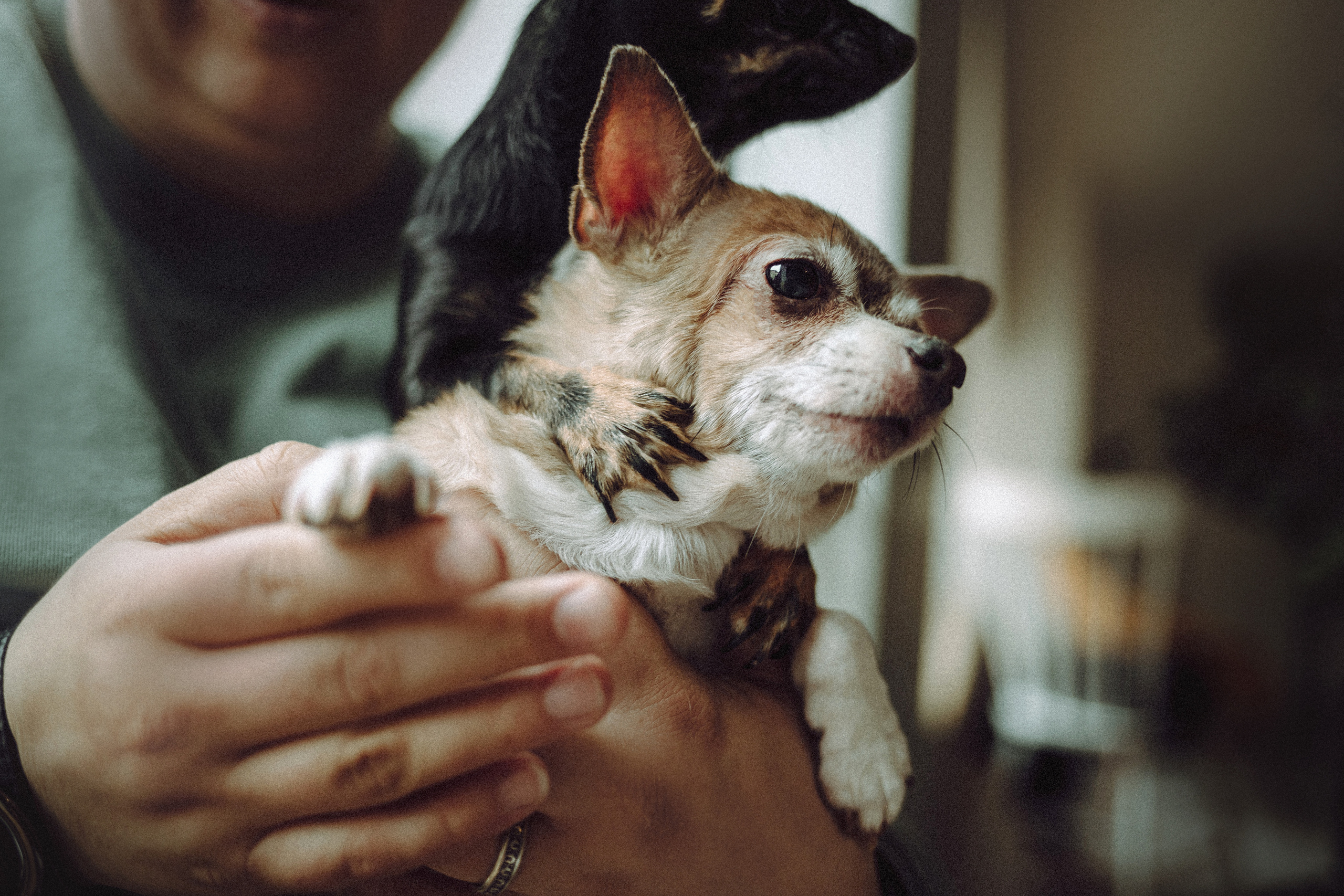 Марк, Челси, Маша и их семья