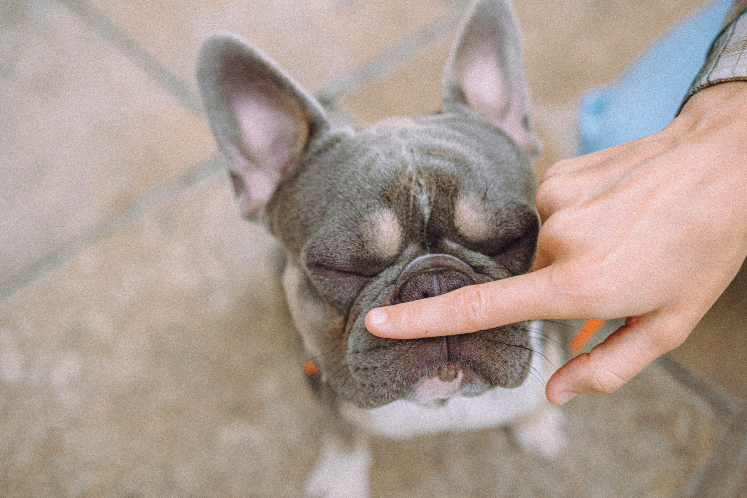 Регина, Сережа и Шелдон