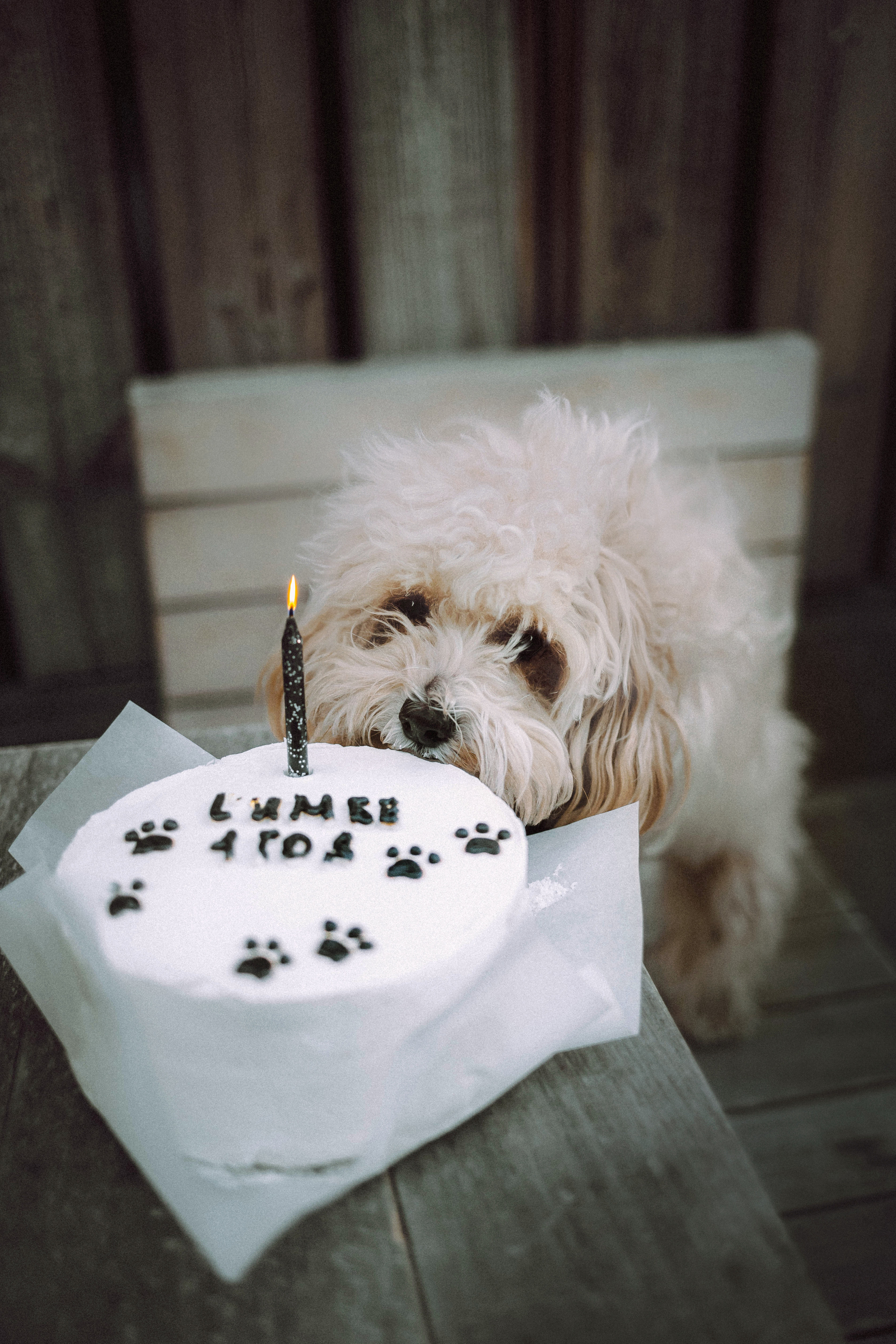 Настя и Симба