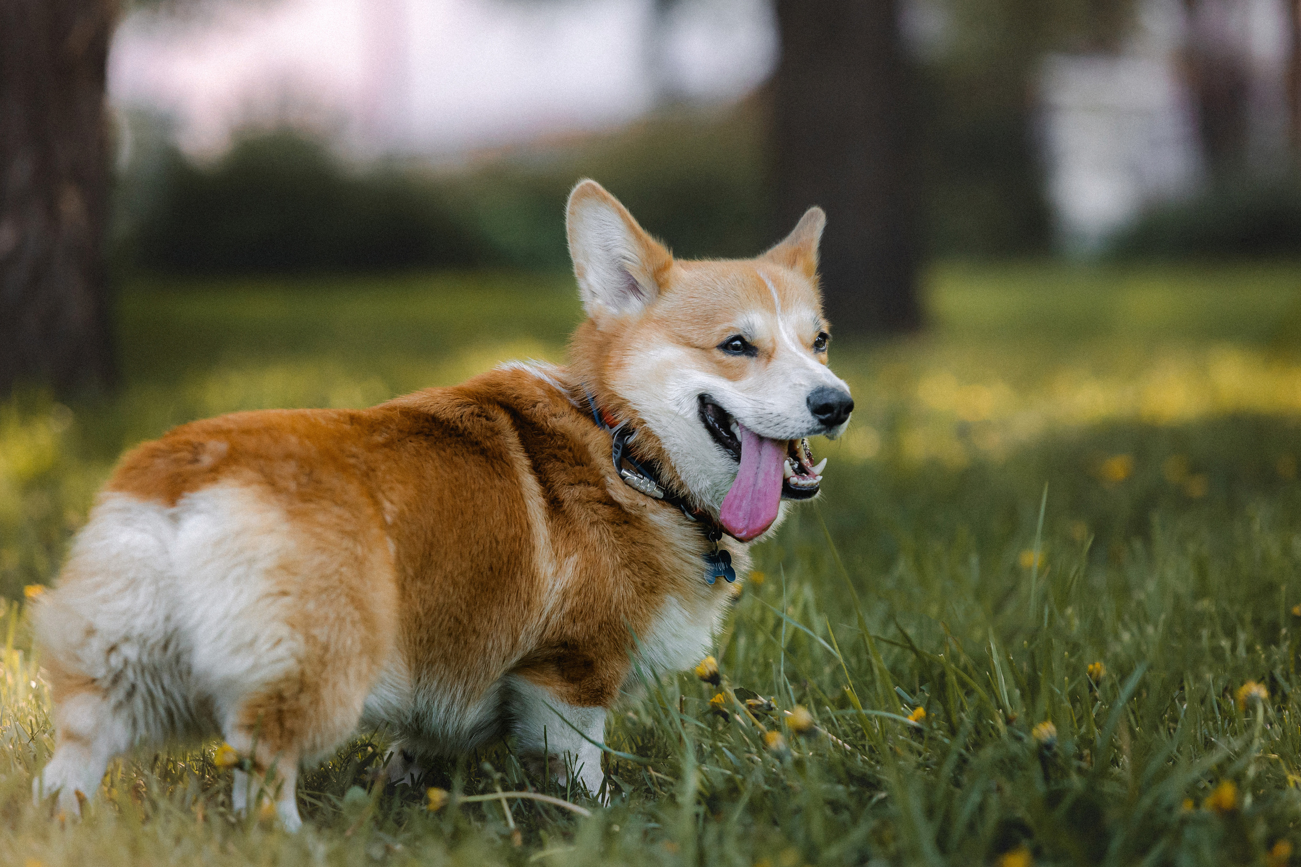 Вика, Глеб и Бадди