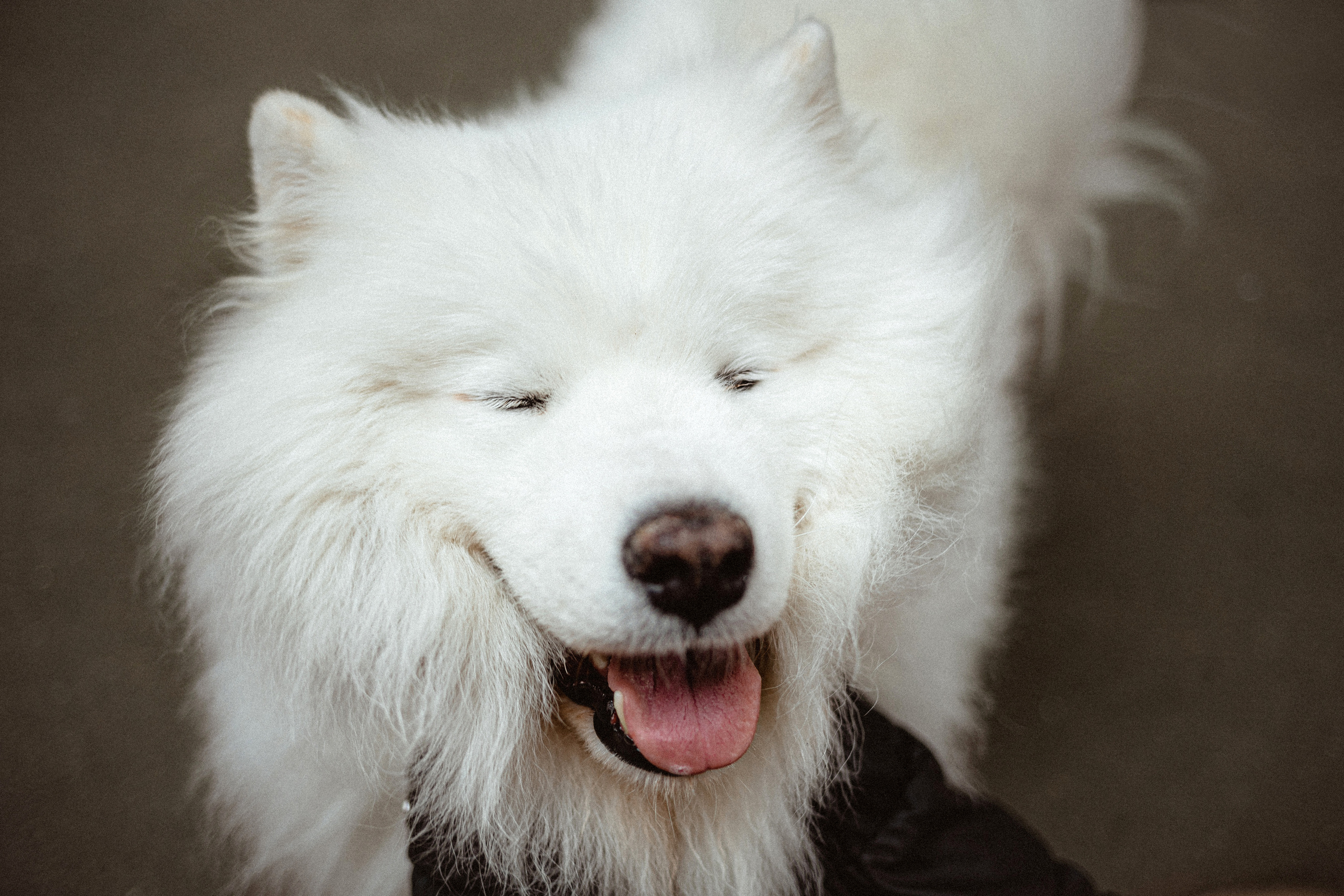 Вика и Балу