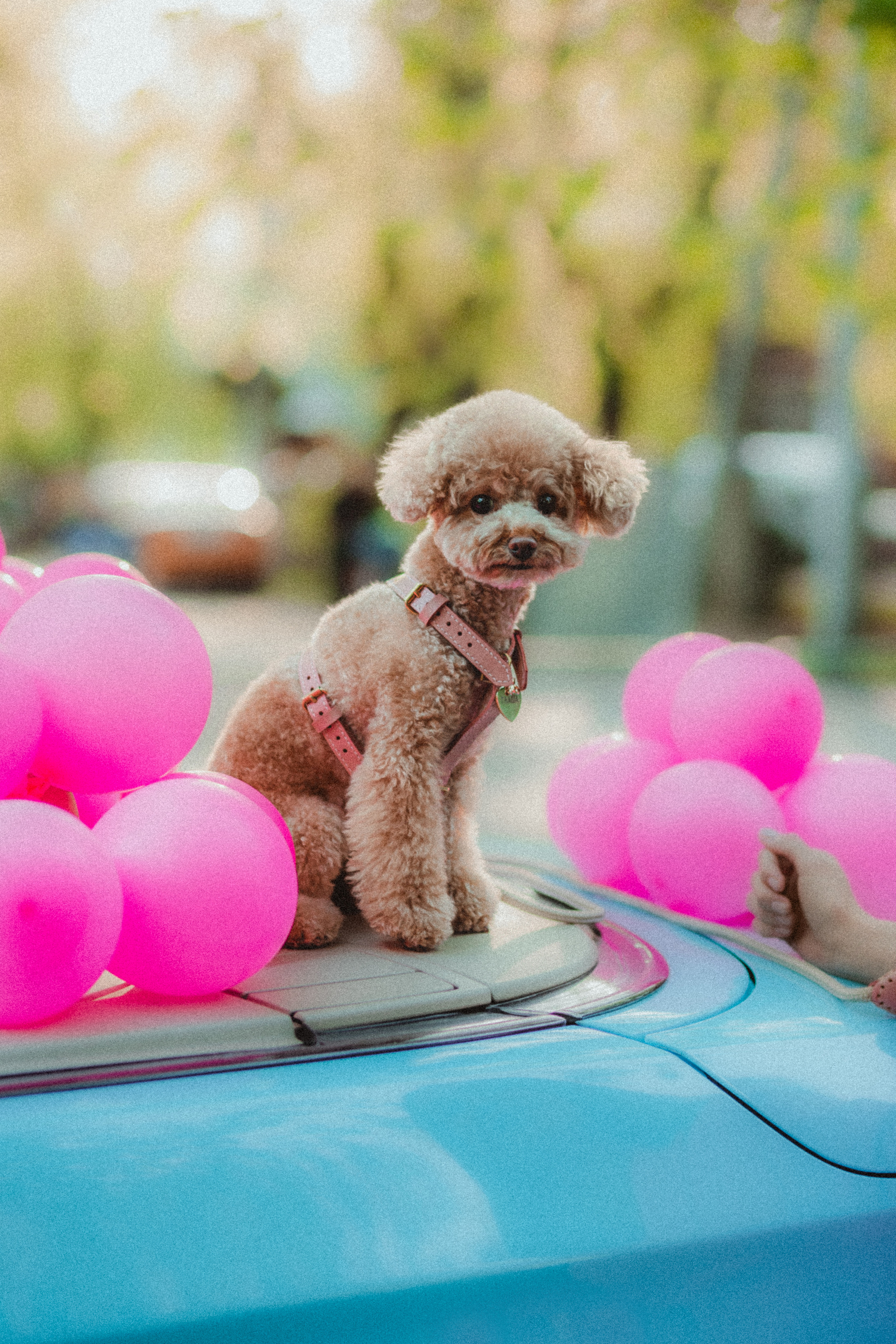 Даша и Глаша