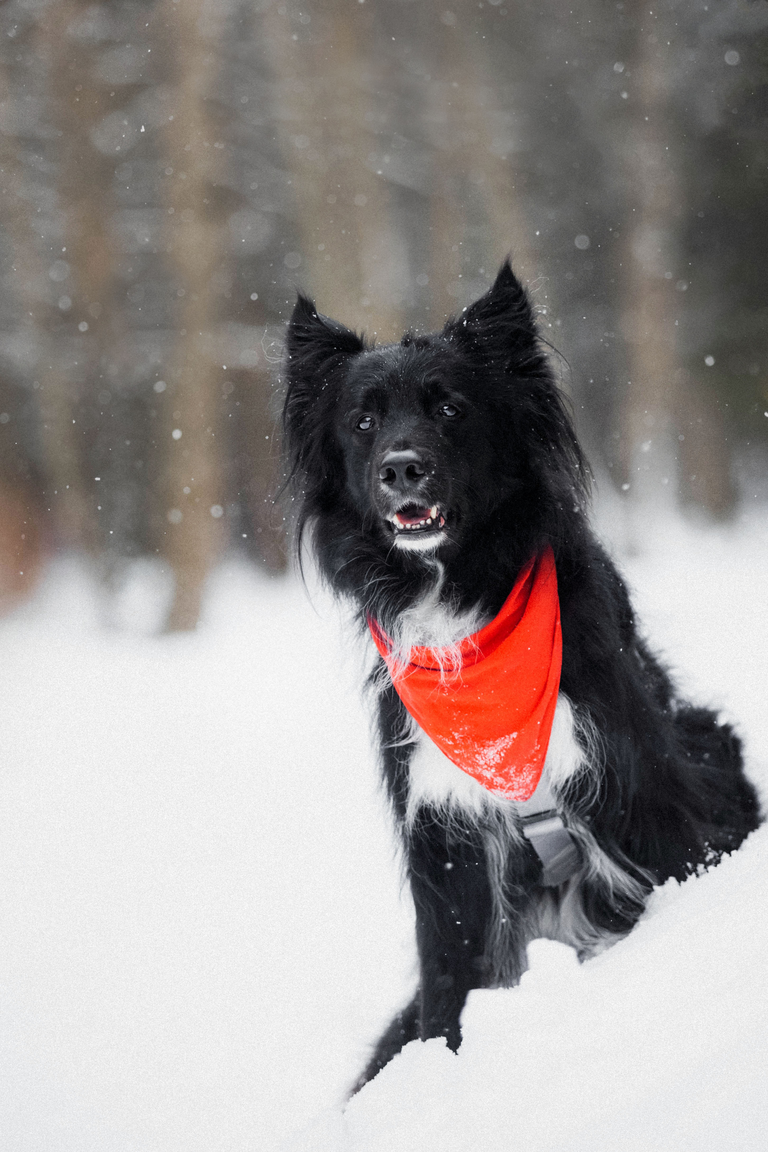 Диана и Чили