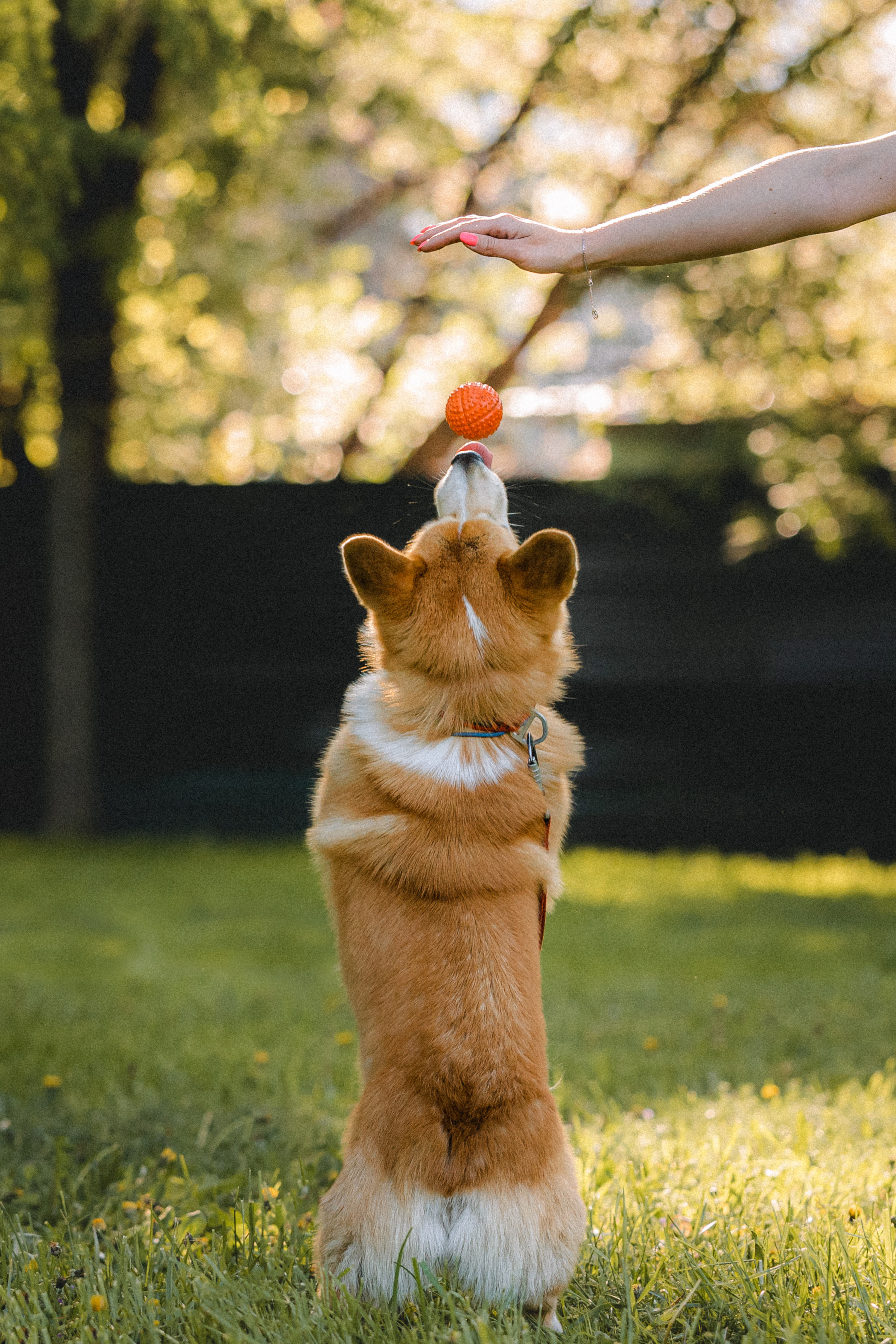 Вика, Глеб и Бадди