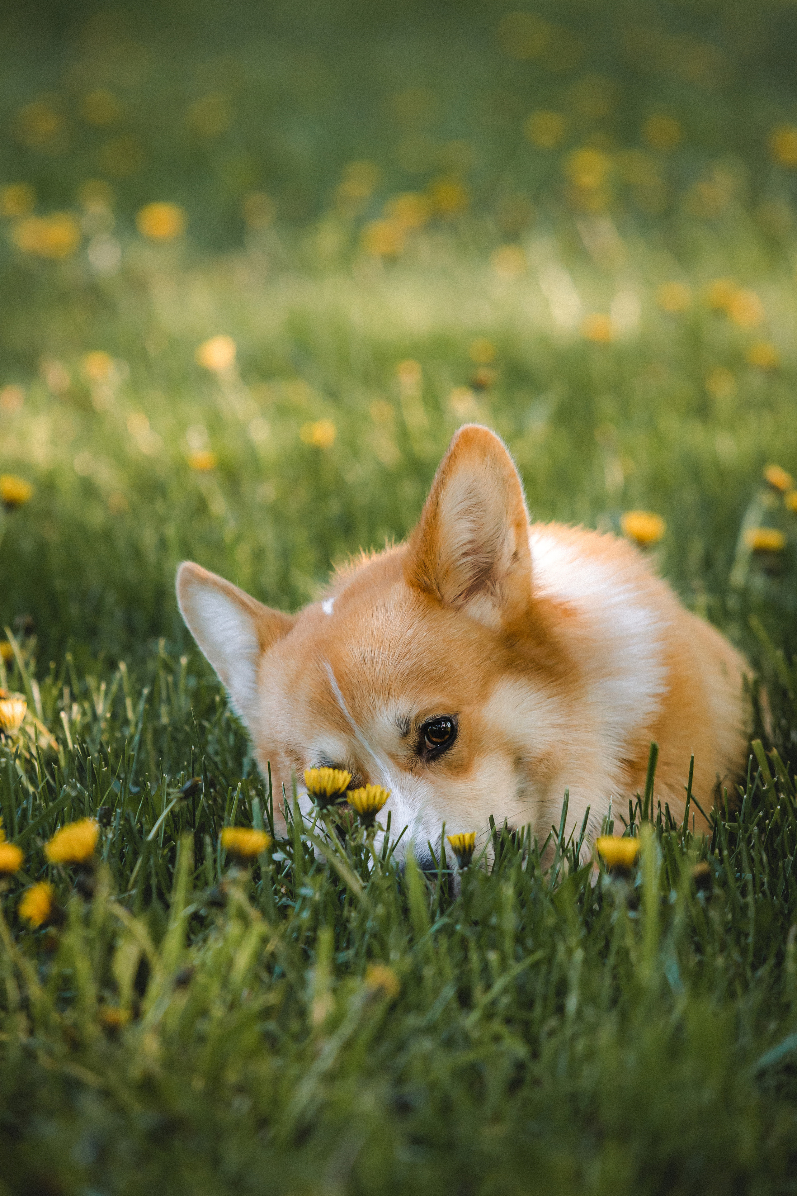 Вика, Глеб и Бадди