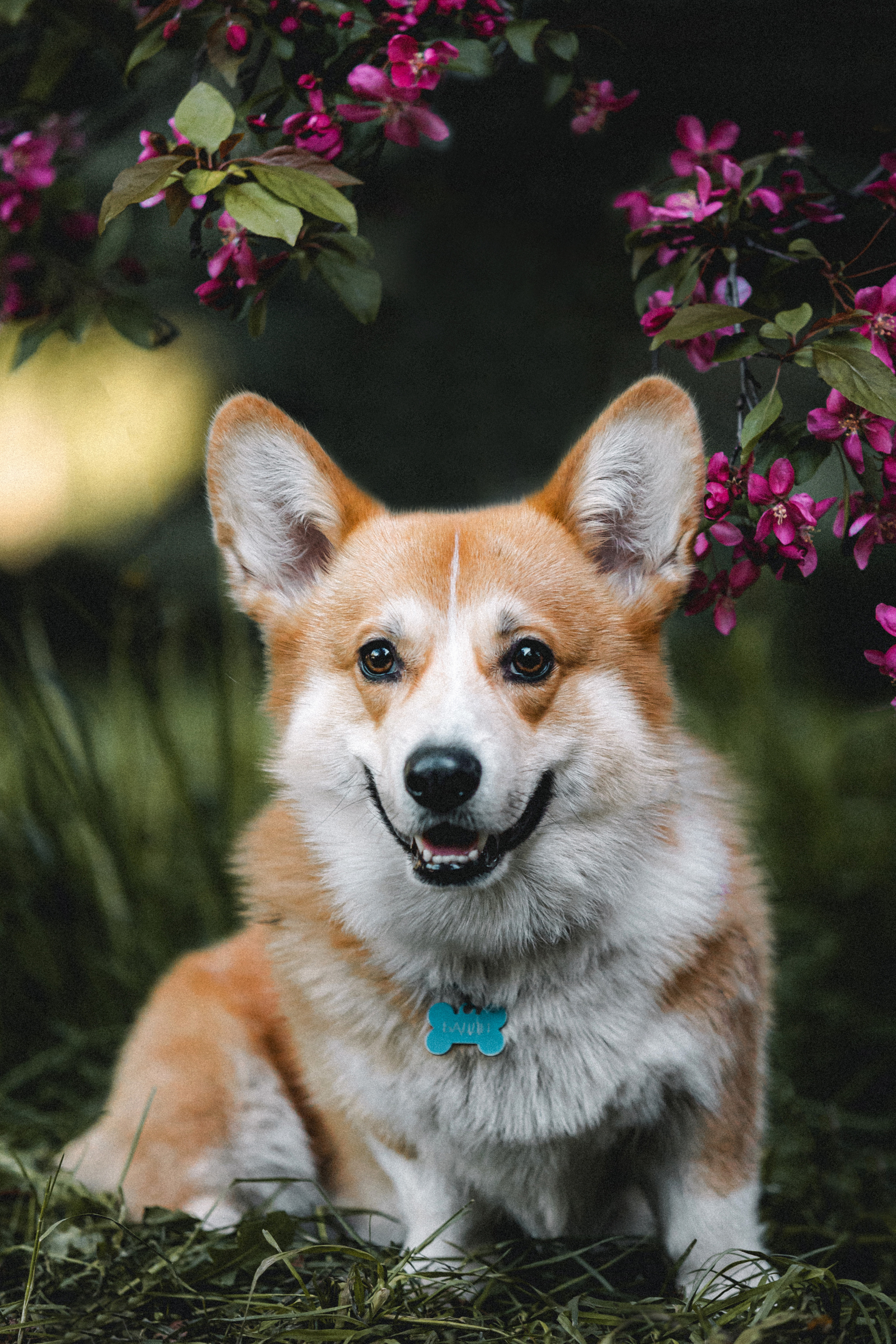 Вика, Глеб и Бадди