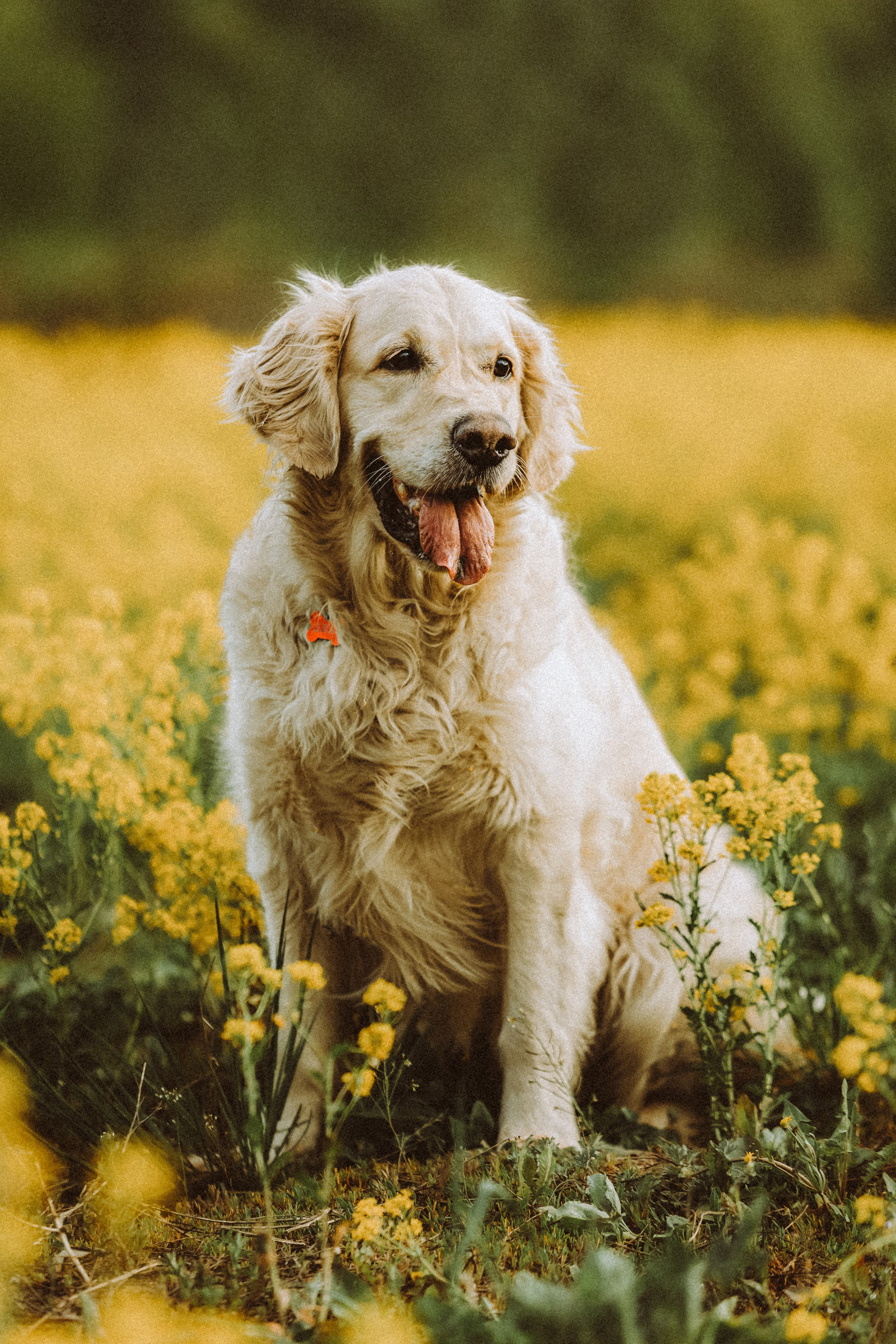 Джаз, Остин и их семья