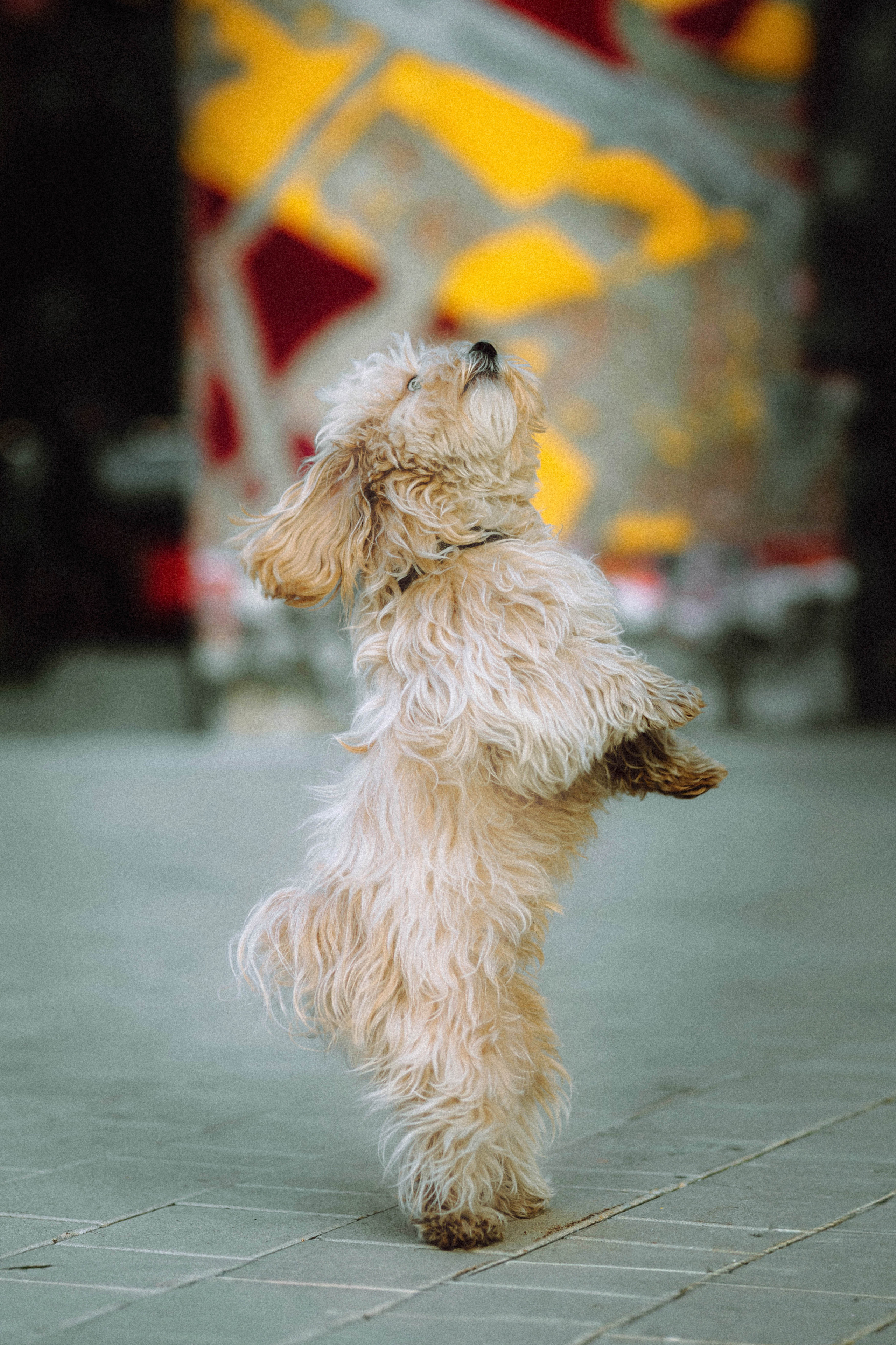 Настя и Симба