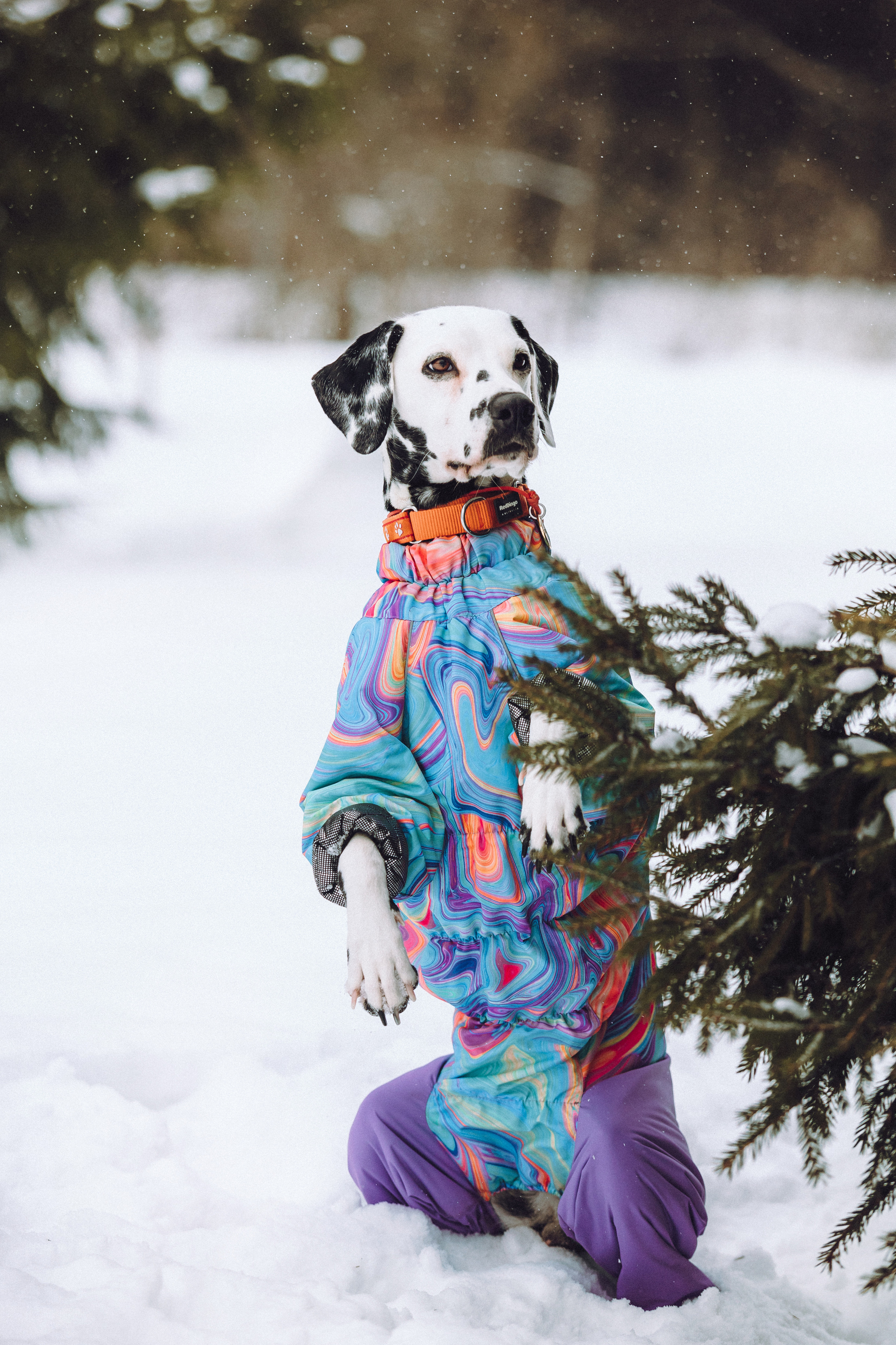 Кристина, Леша и Санта