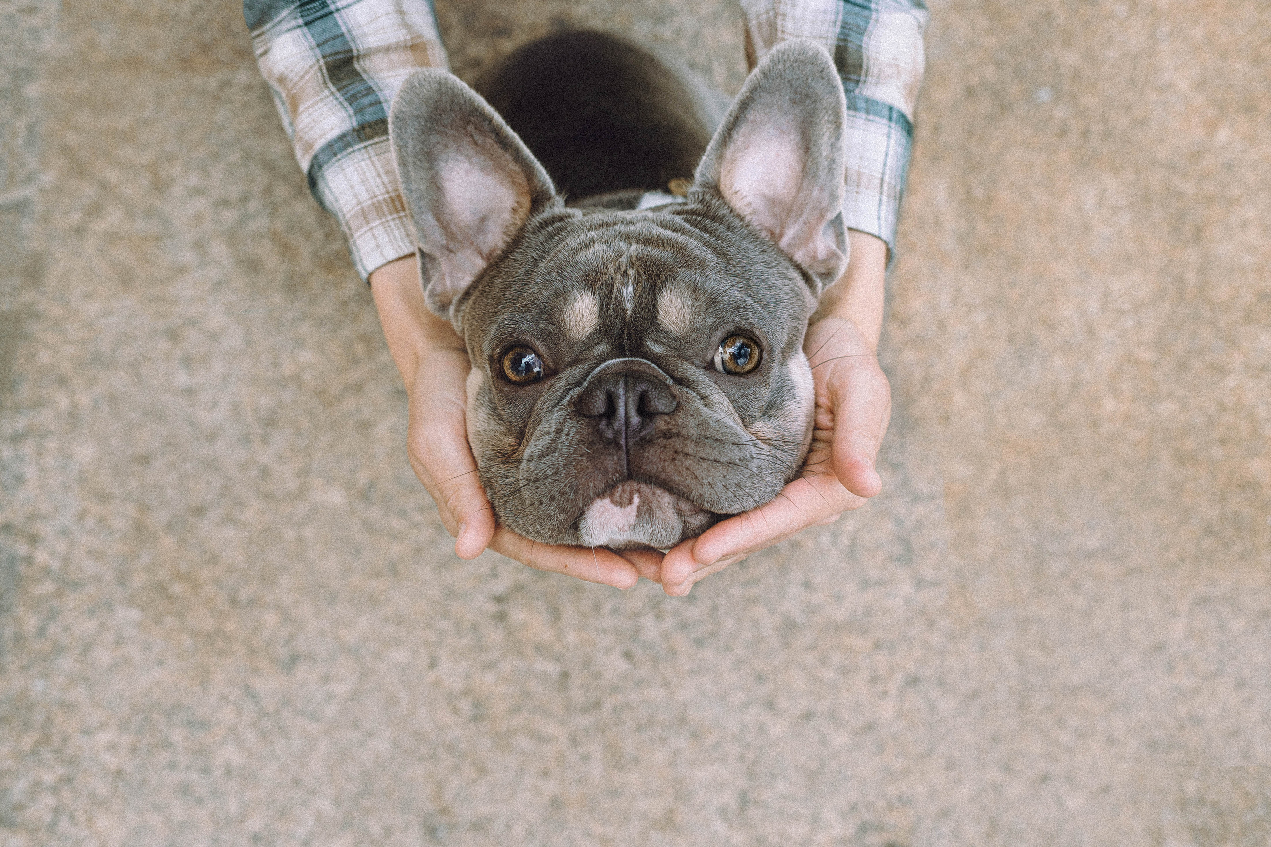 Регина, Сережа и Шелдон