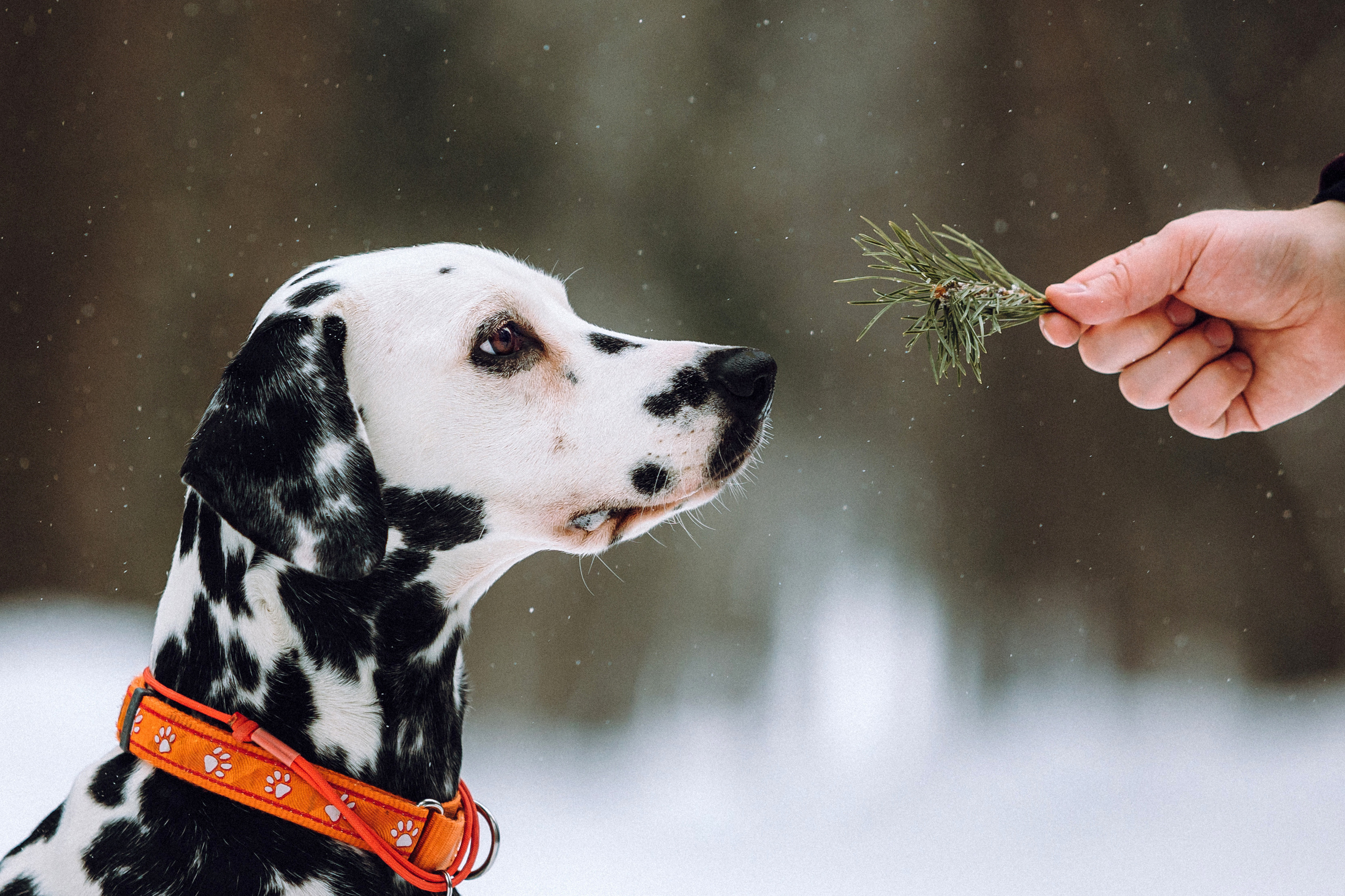 Кристина, Леша и Санта