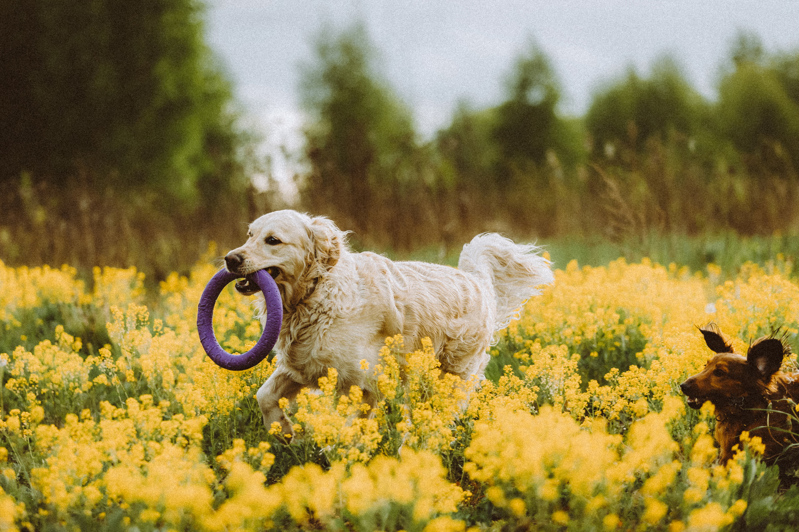 Джаз, Остин и их семья