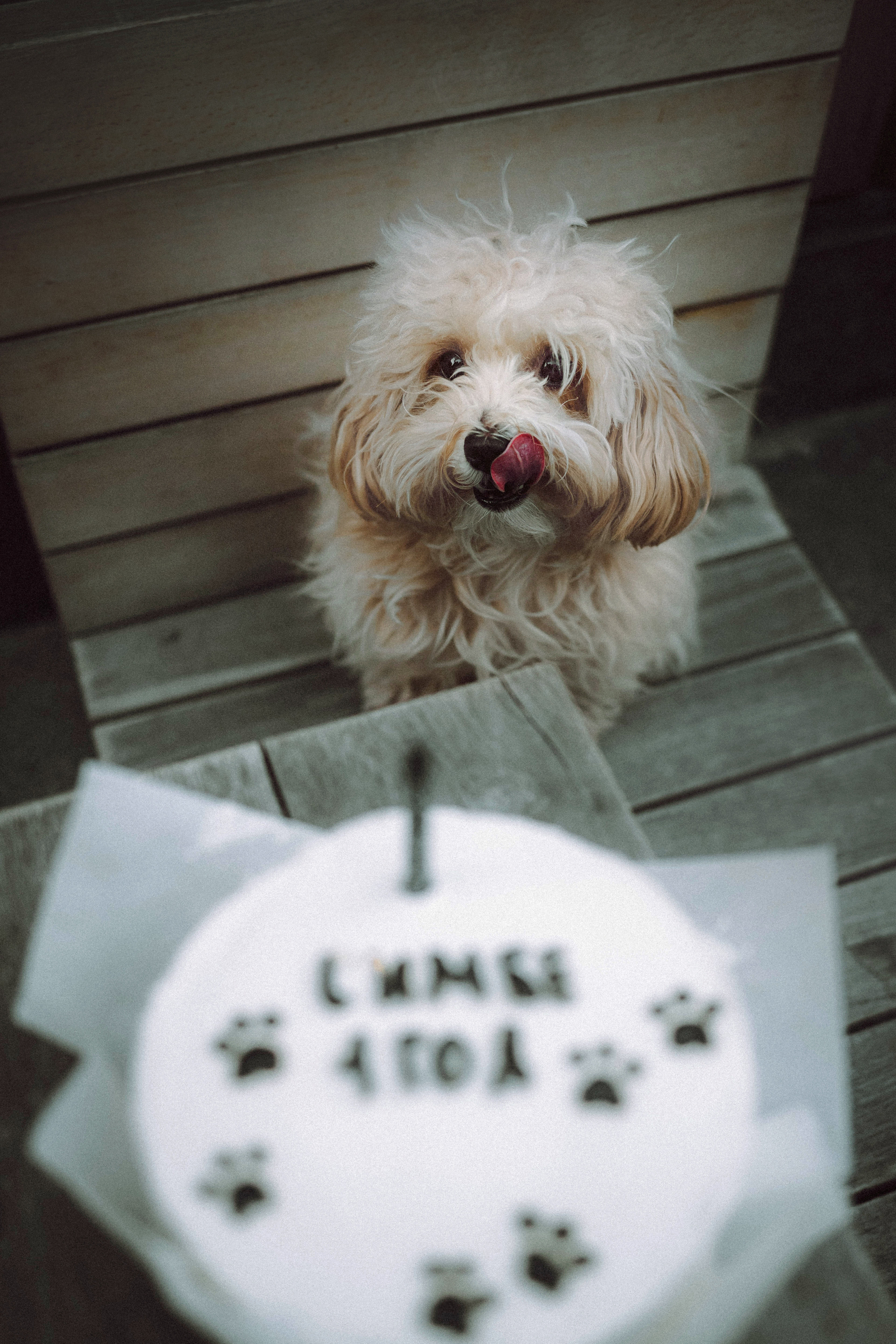 Настя и Симба