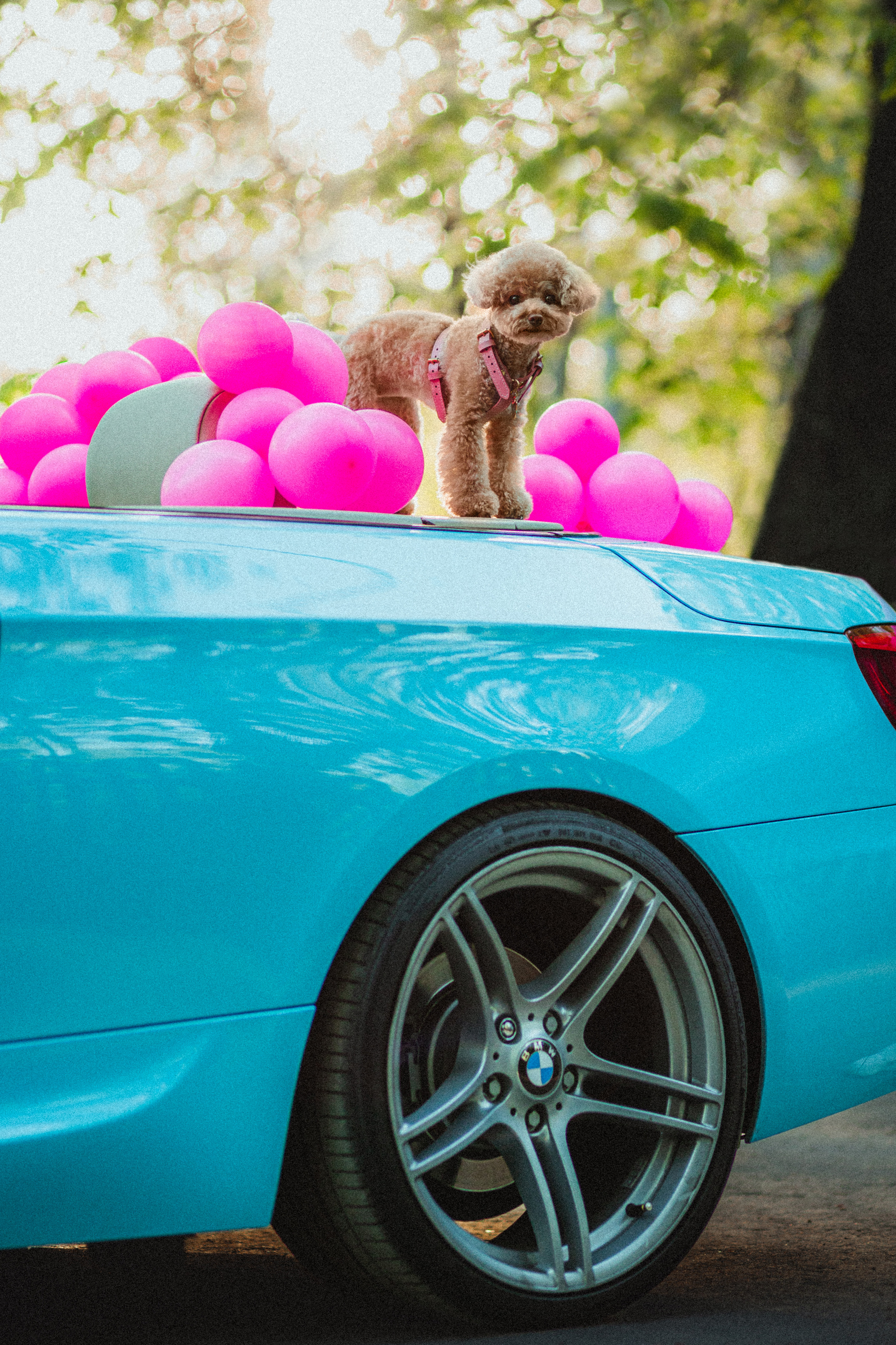 Даша и Глаша