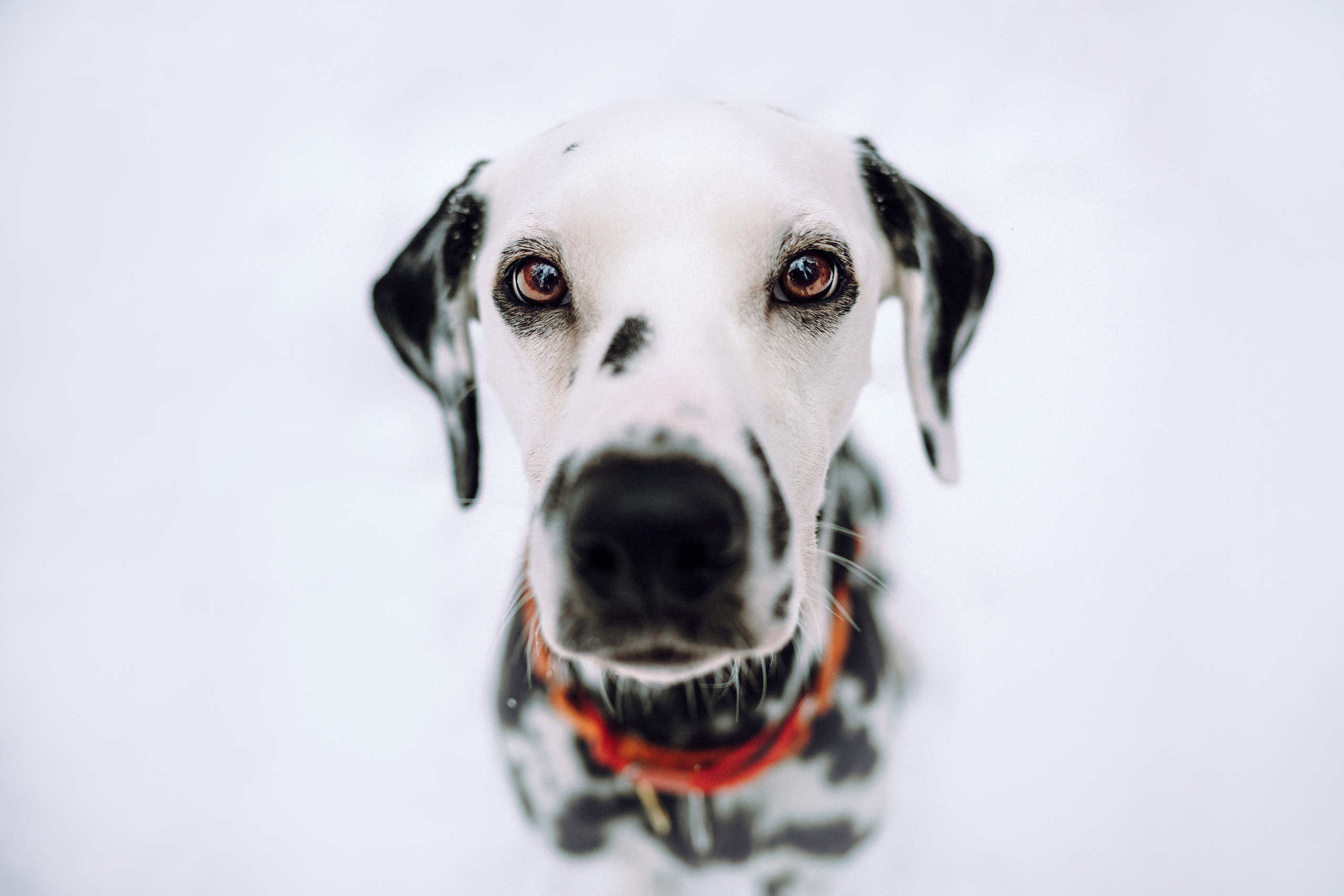 Кристина, Леша и Санта