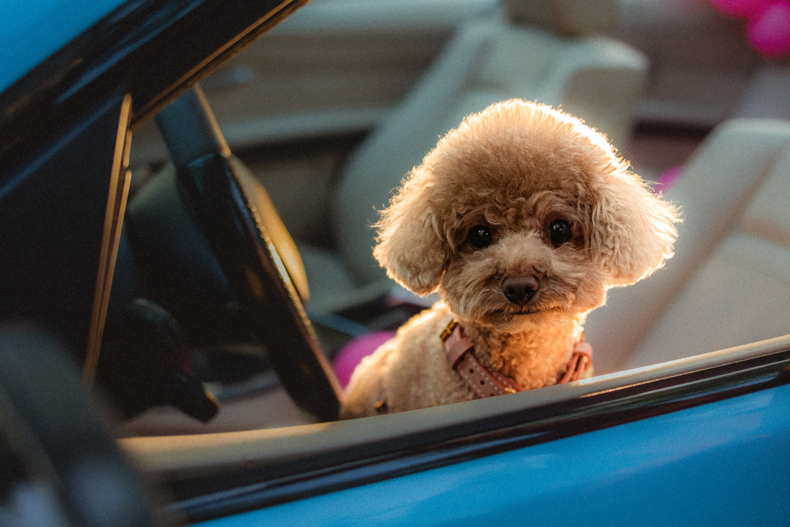 Даша и Глаша