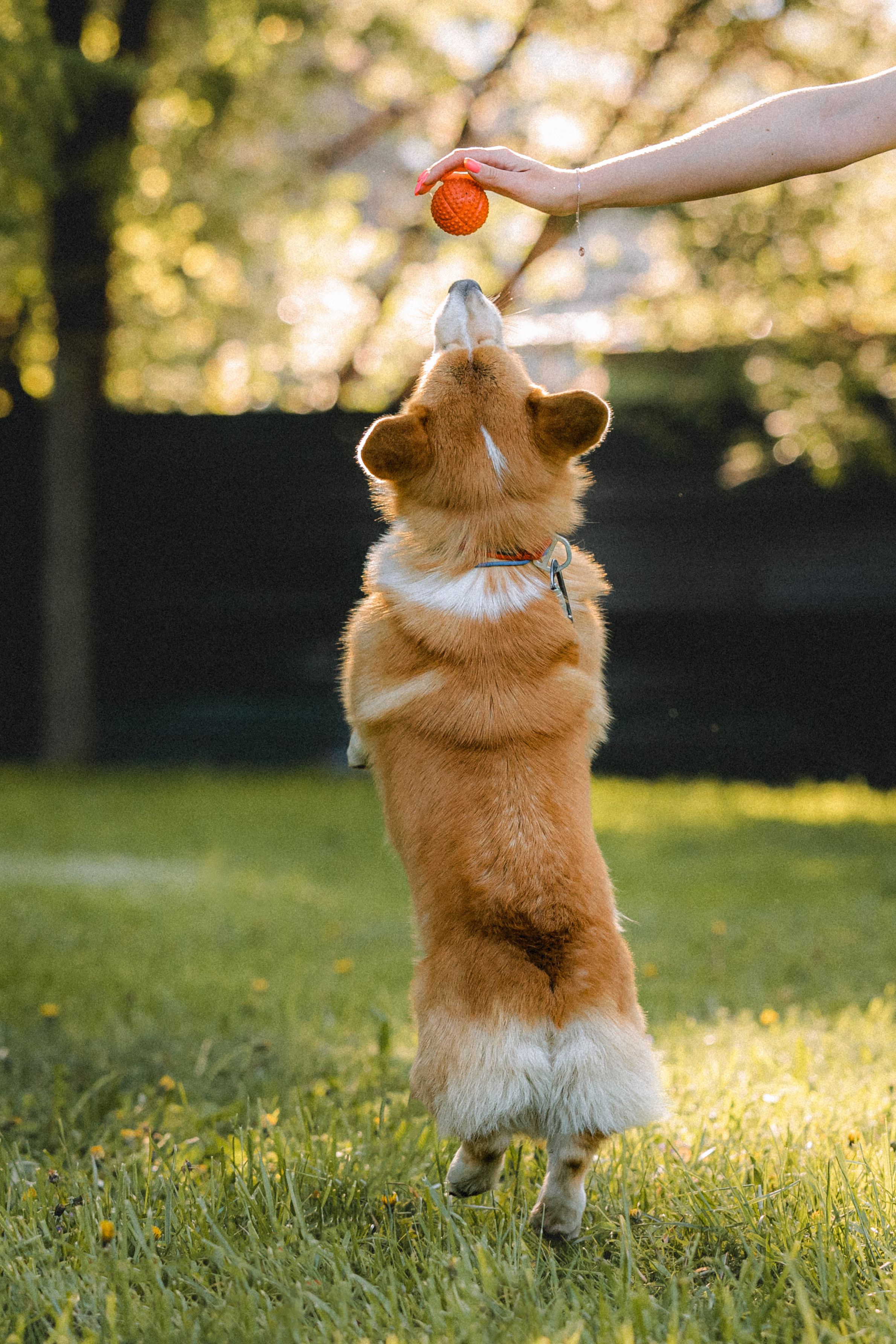 Вика, Глеб и Бадди