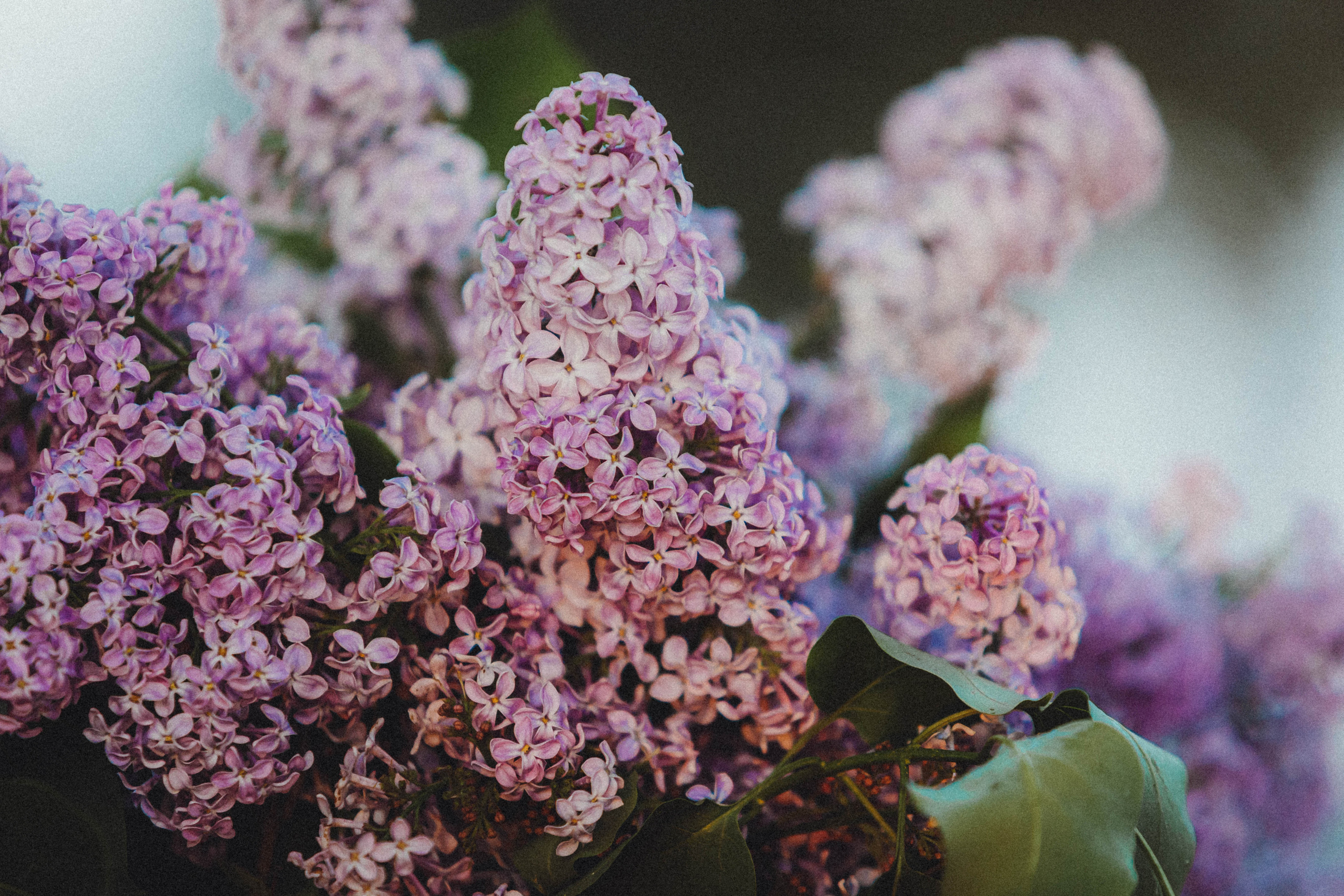 Валя, Аня и Ириска