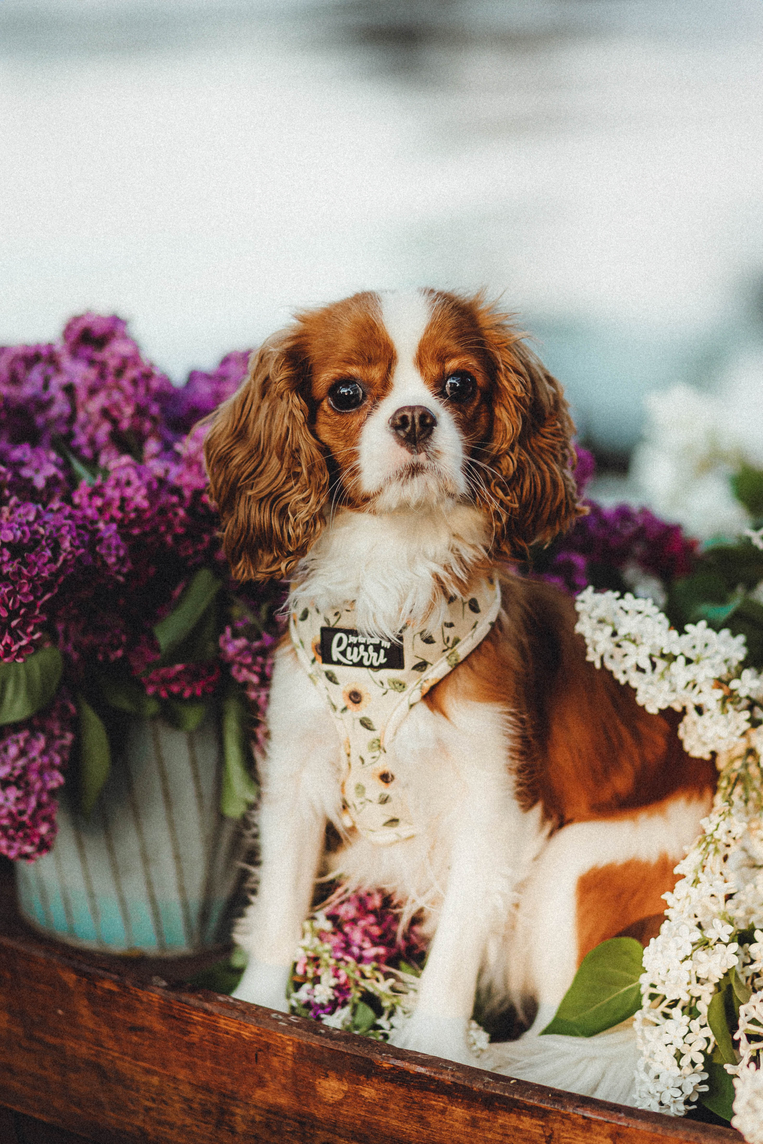 Валя, Аня и Ириска