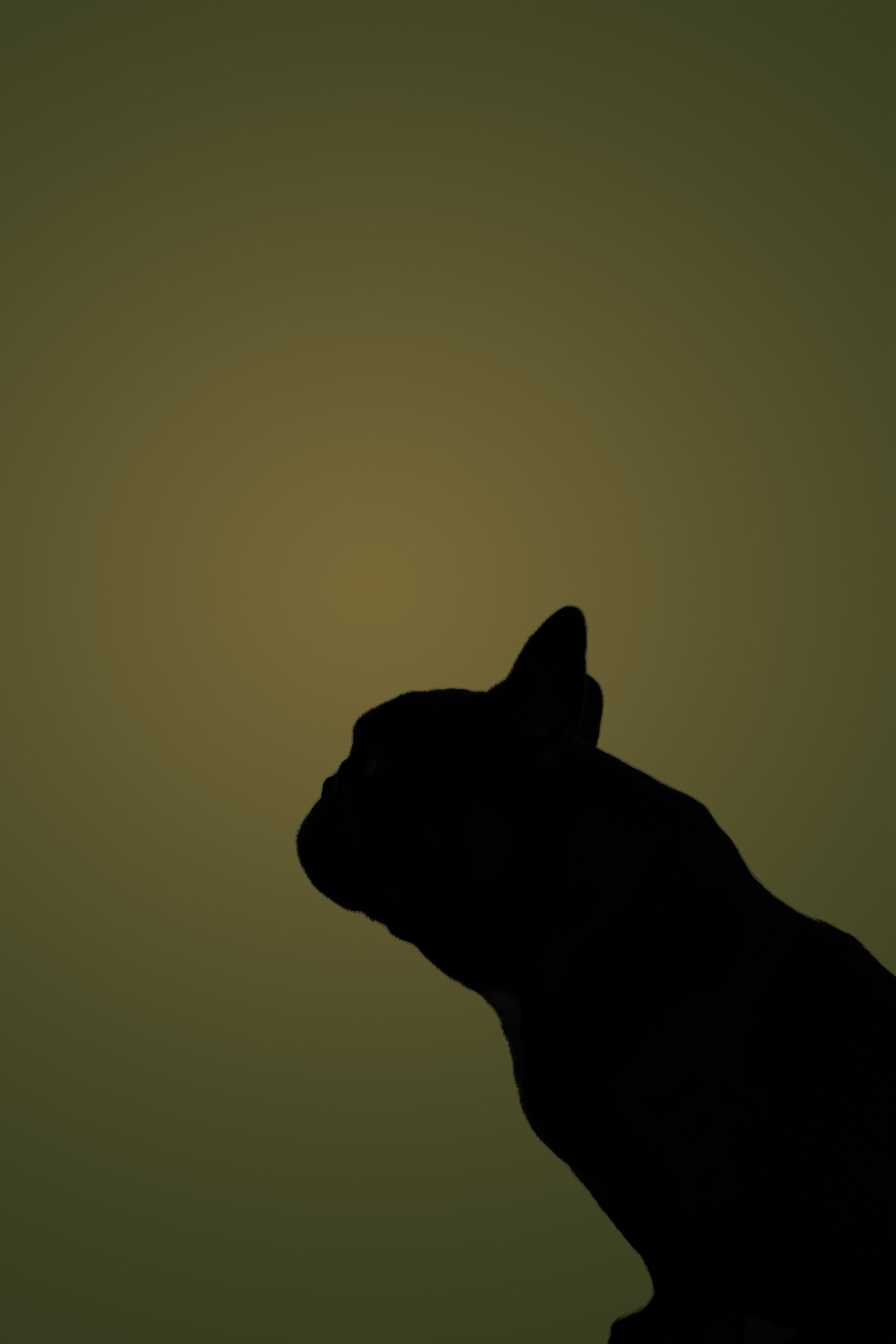 Съемка для MGM