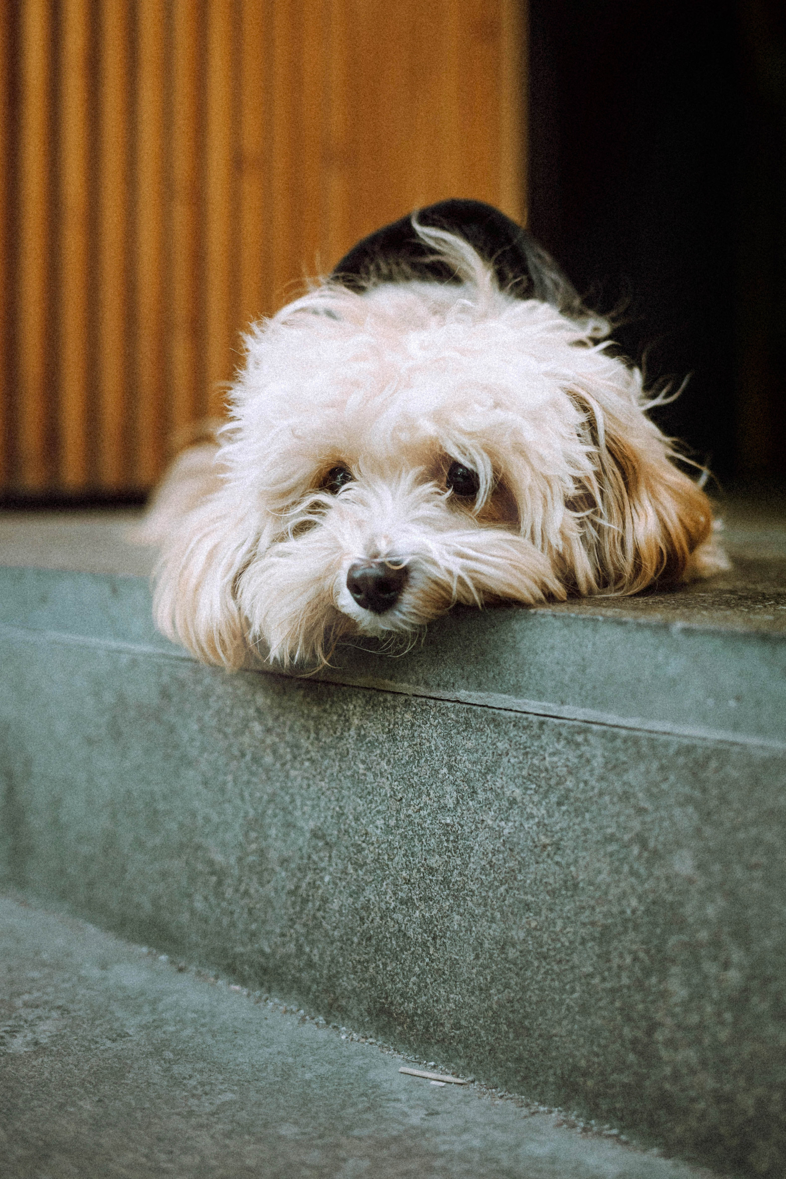 Настя и Симба