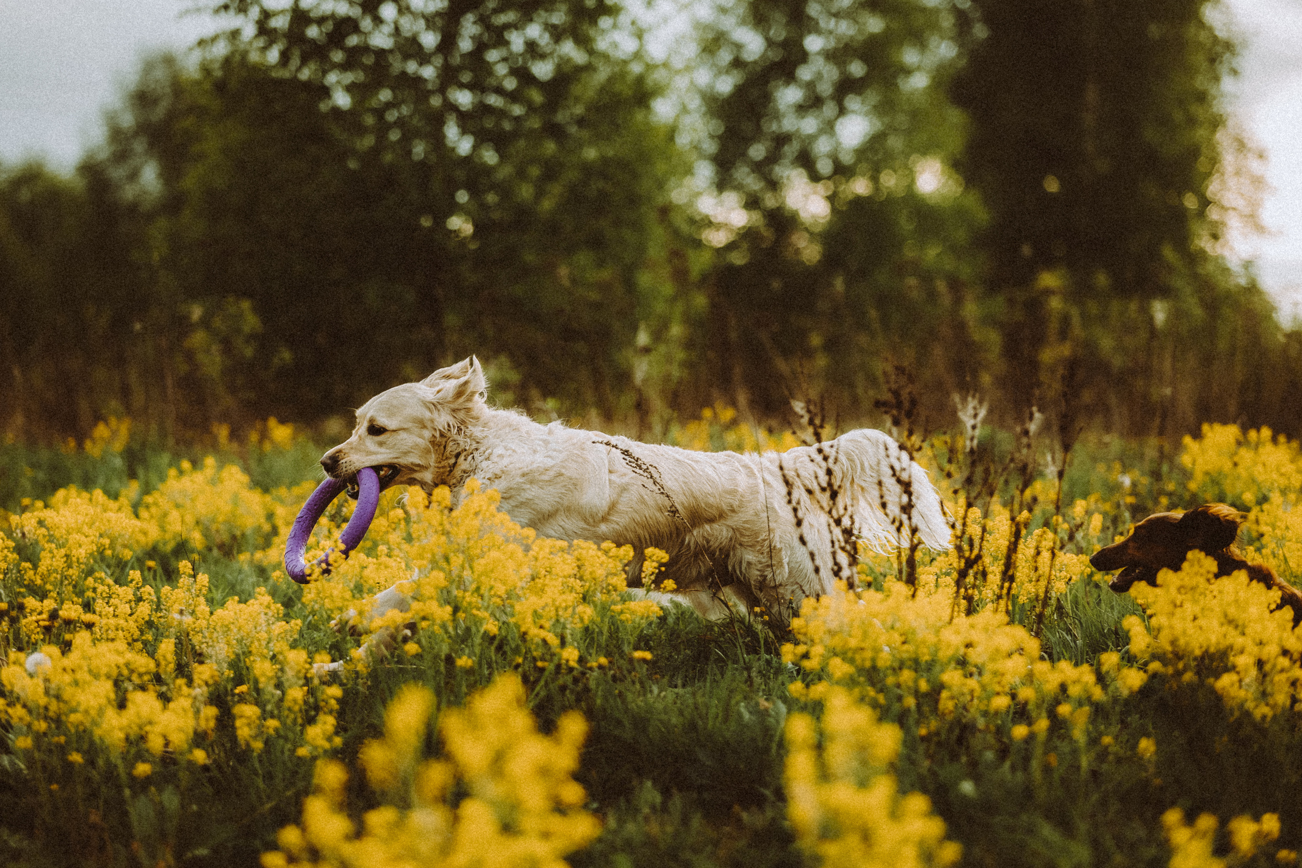 Джаз, Остин и их семья