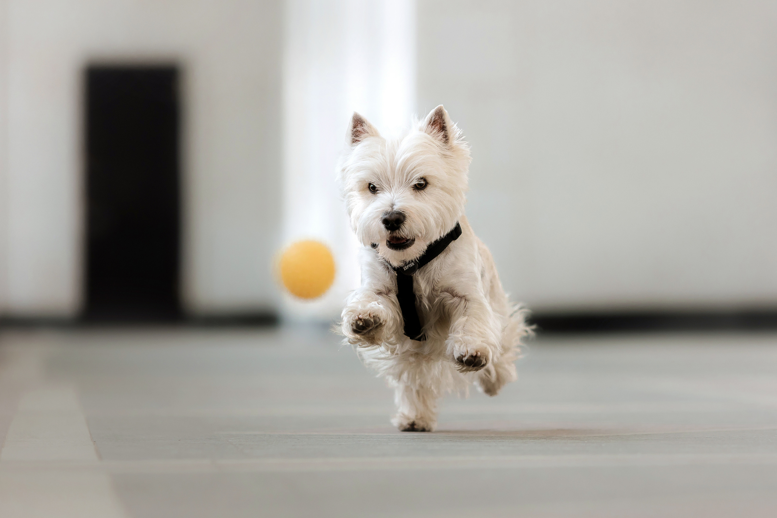 Вестик Цептер