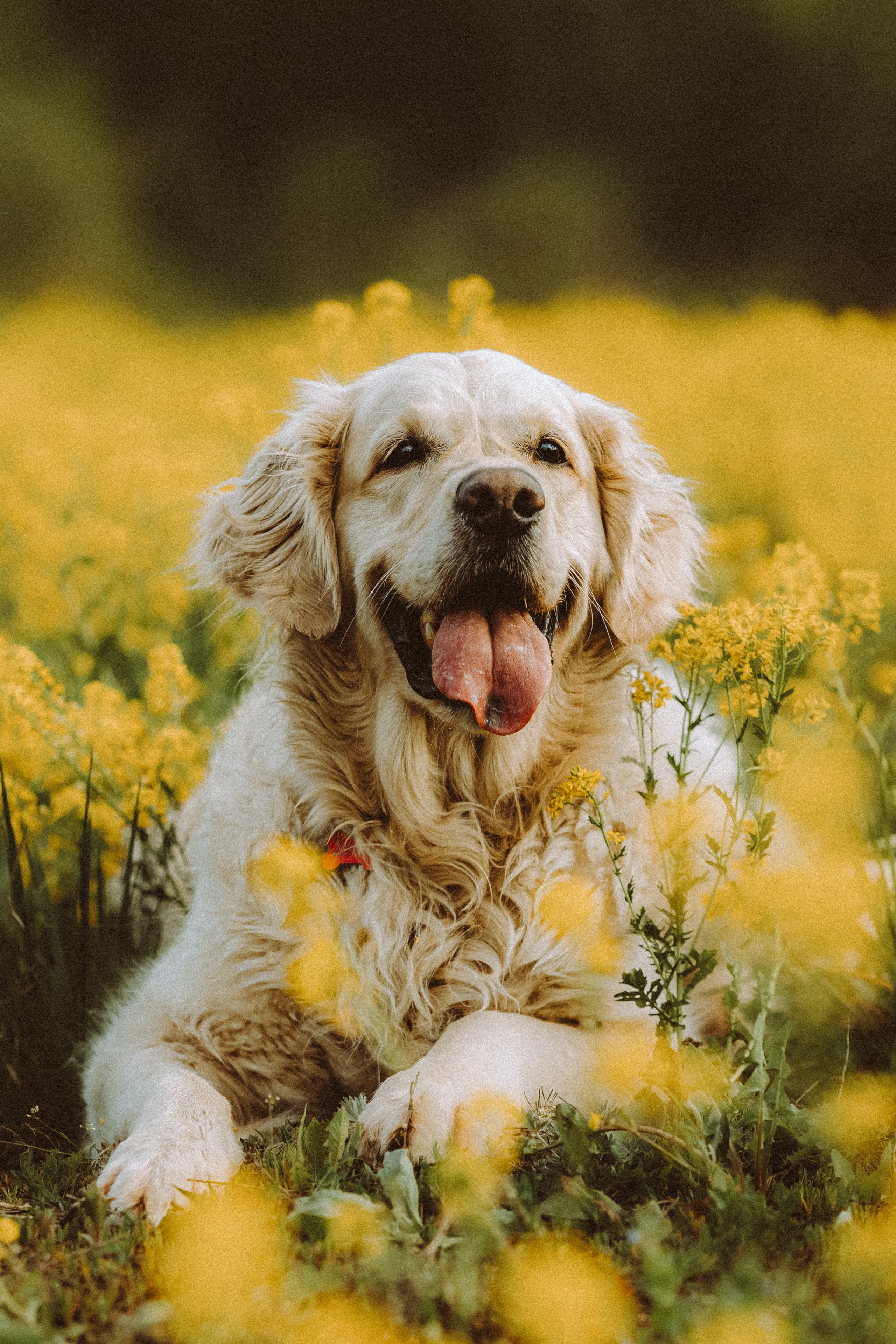 Джаз, Остин и их семья