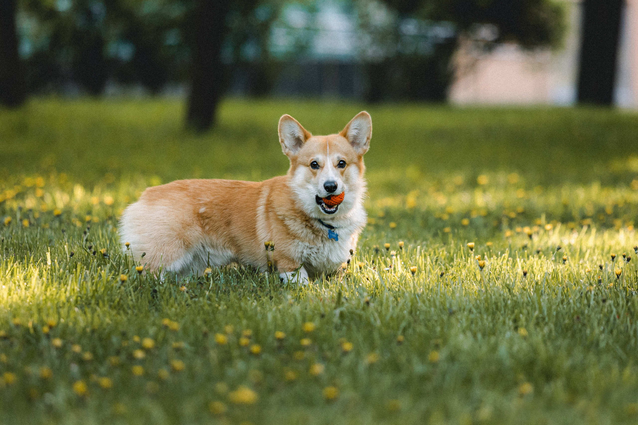 Вика, Глеб и Бадди
