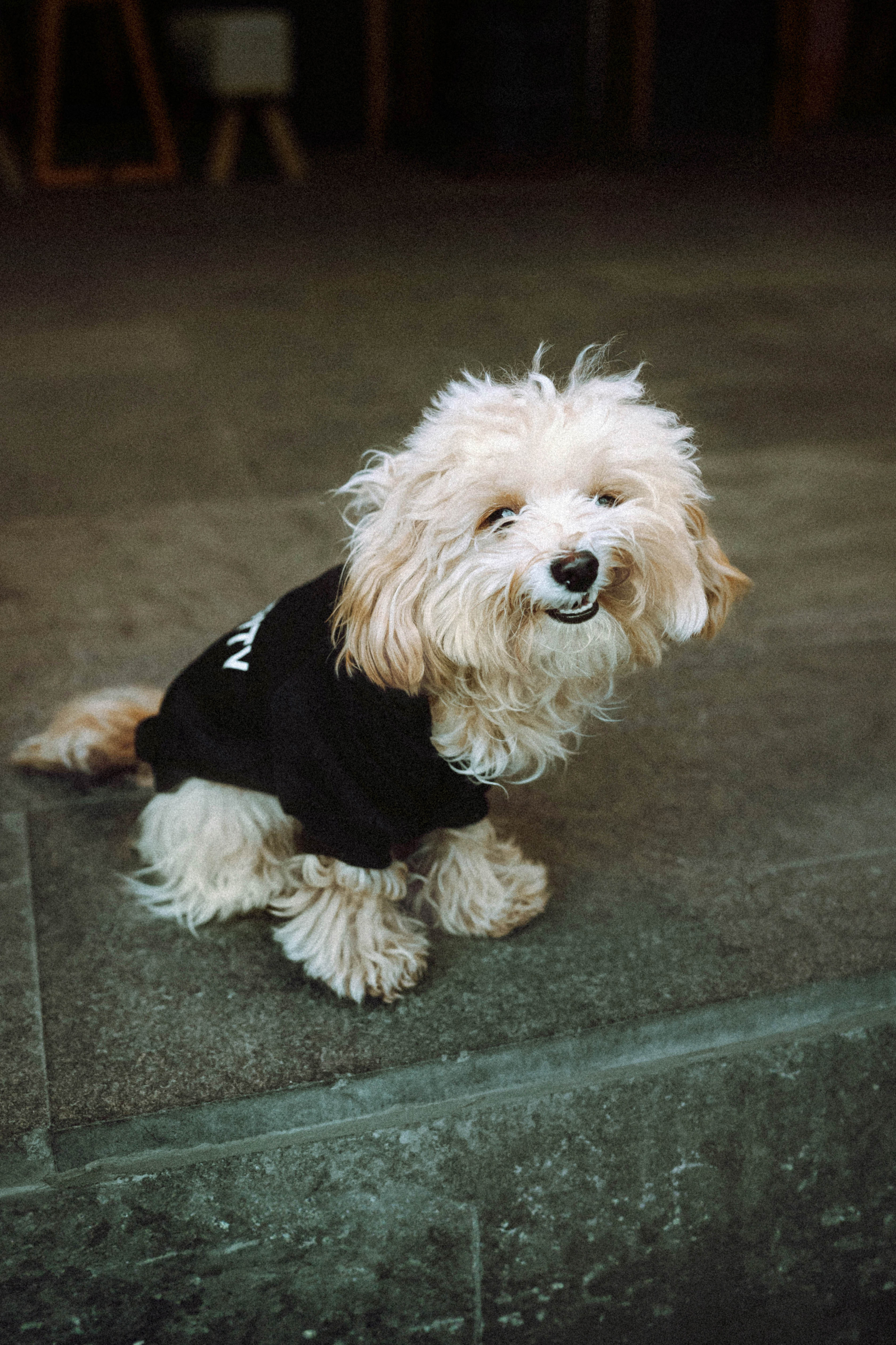 Настя и Симба