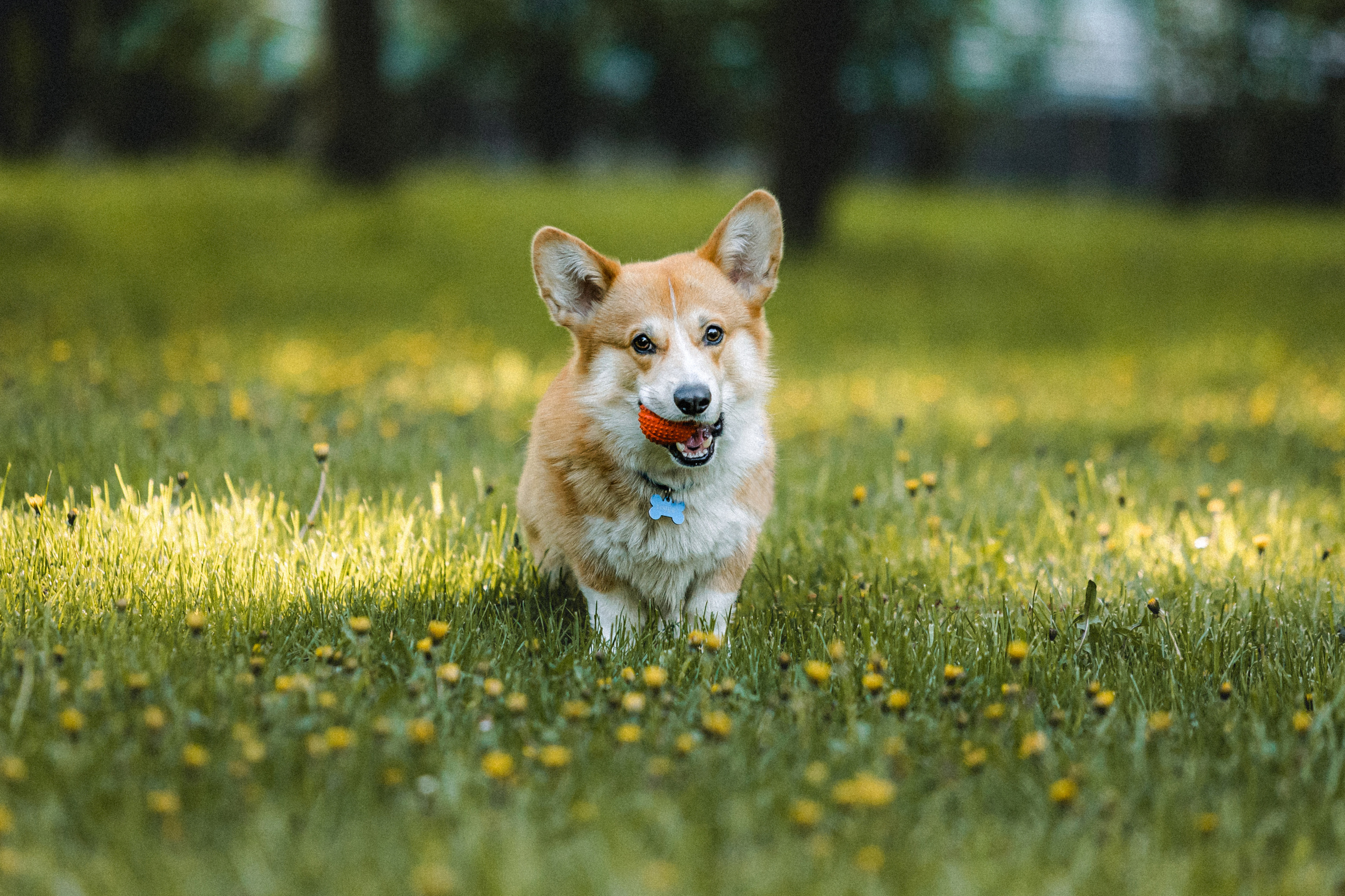Вика, Глеб и Бадди