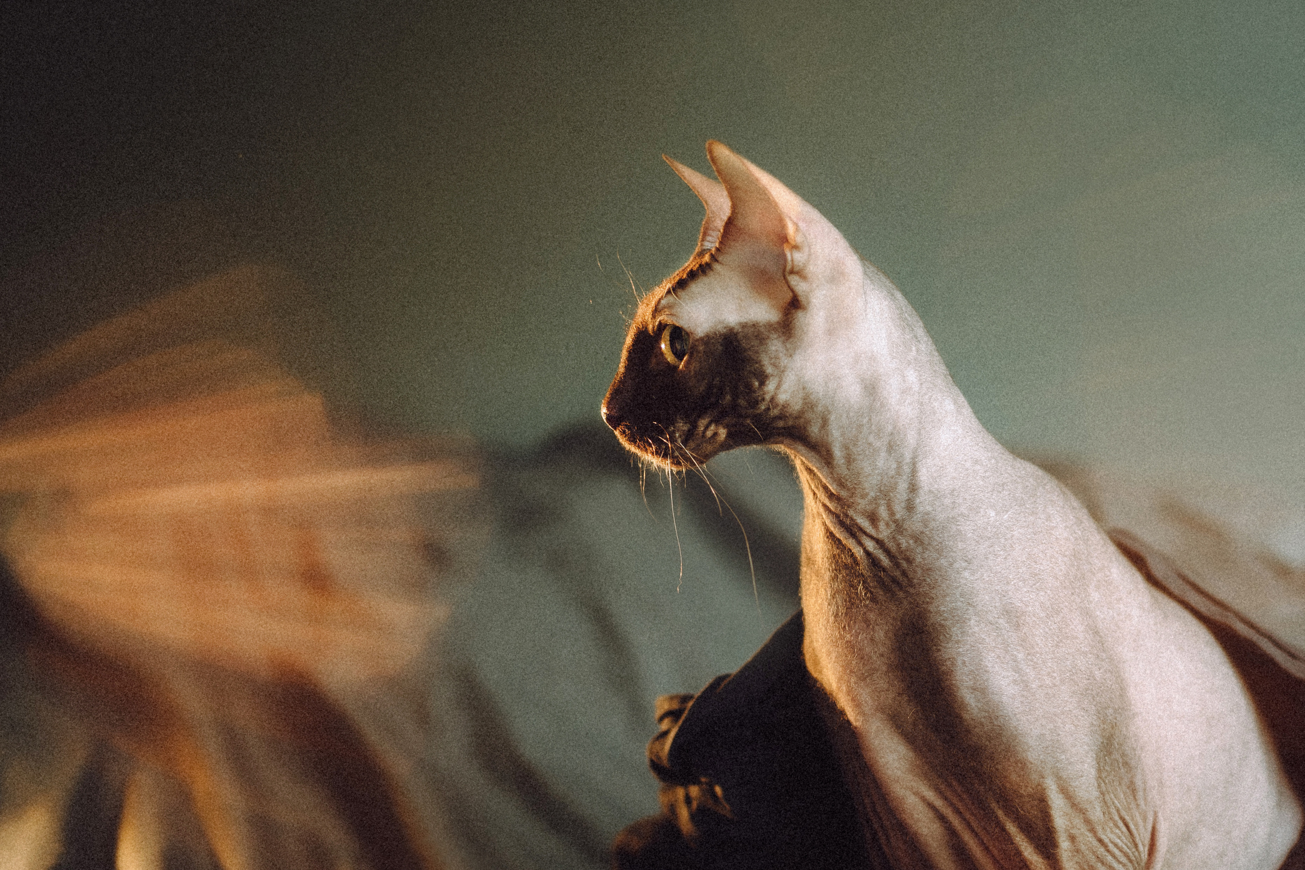 Марк, Челси, Маша и их семья