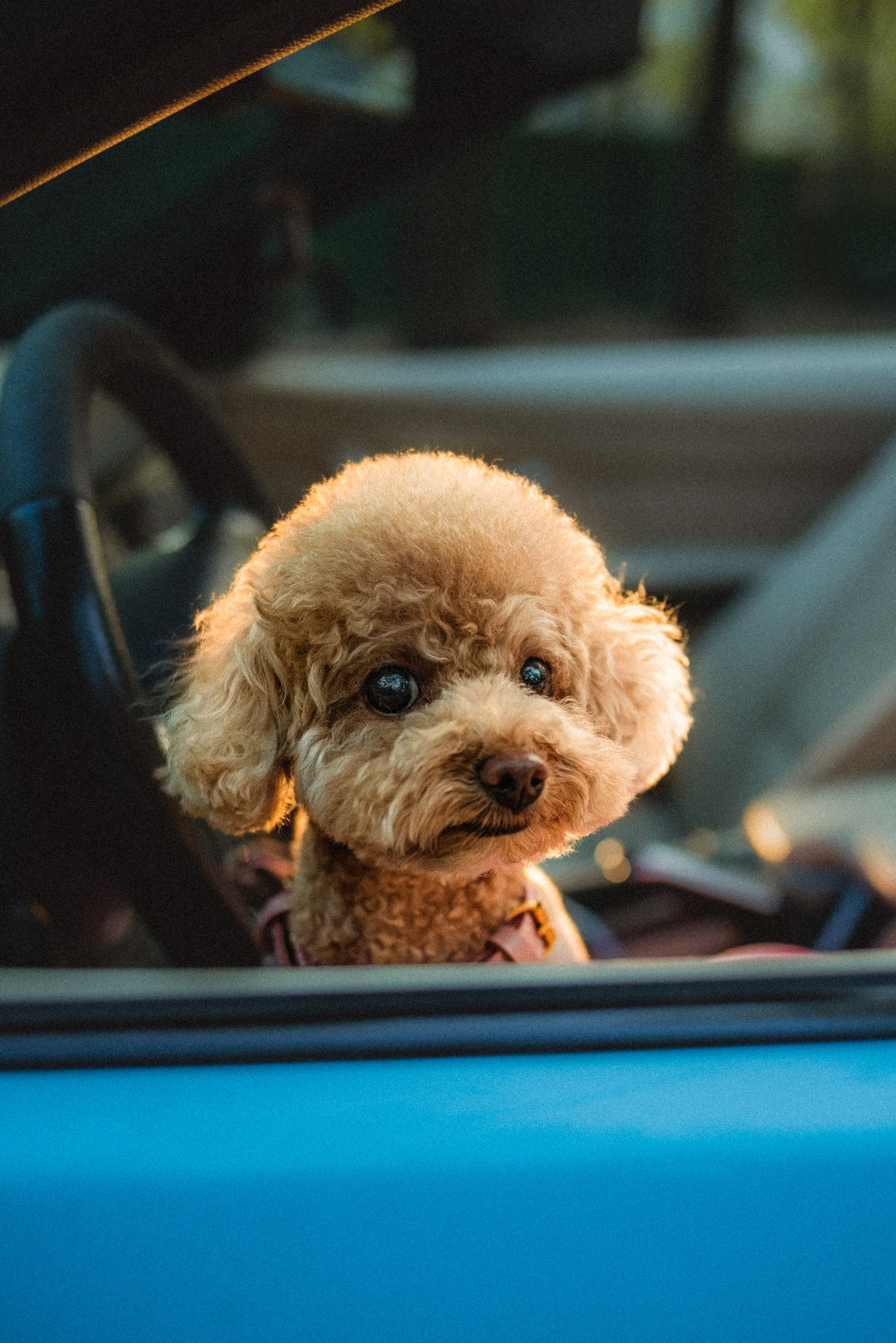 Даша и Глаша