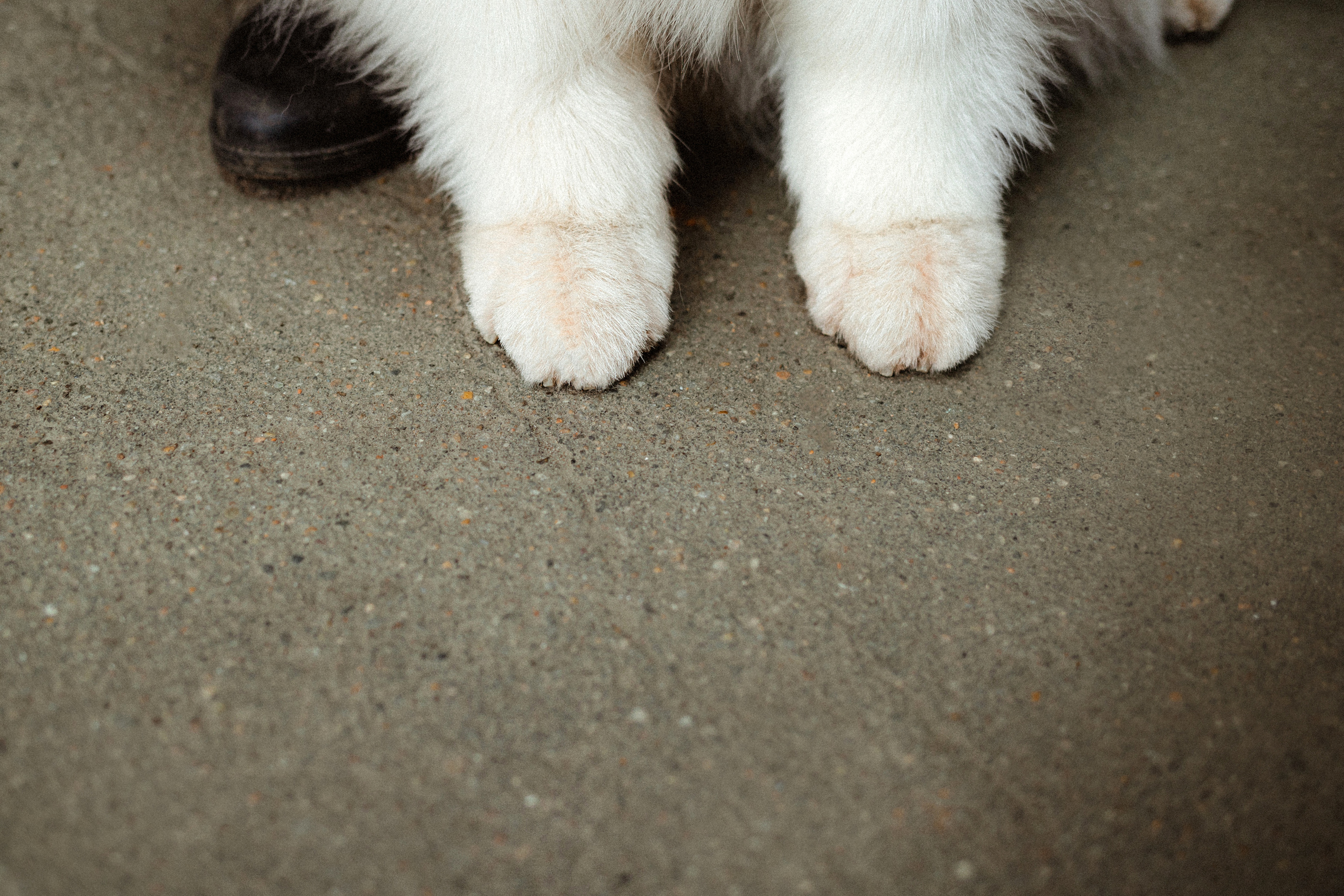 Вика и Балу